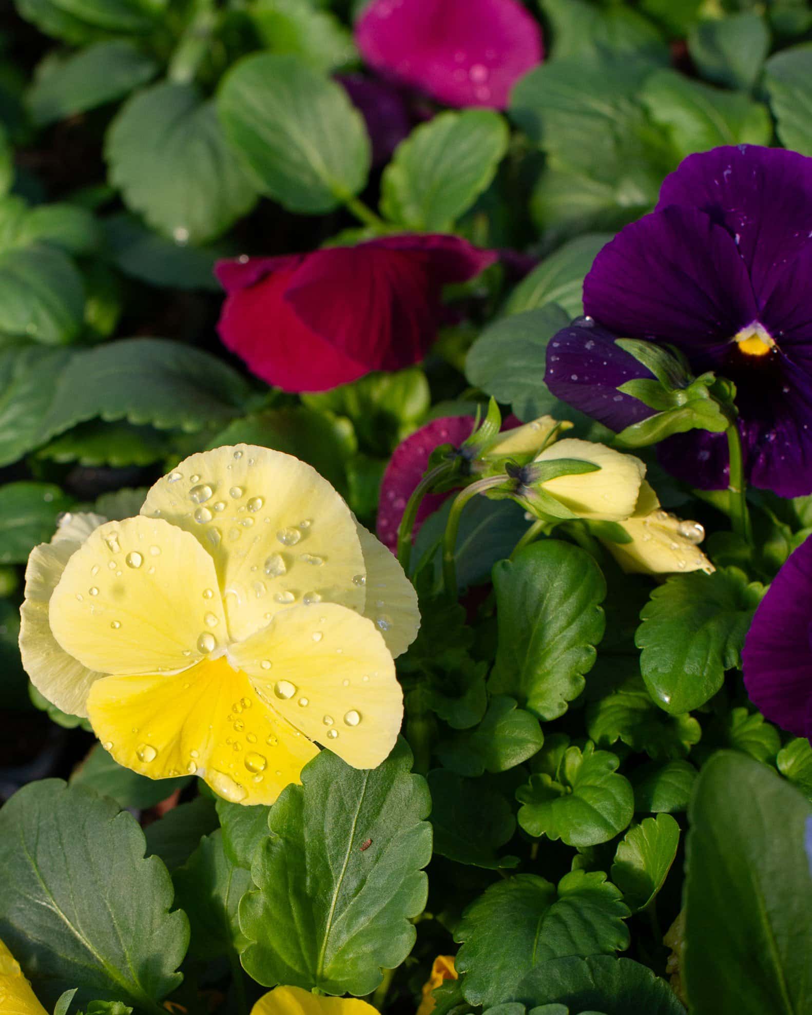 Matrix Clear Mix Pansy - Image 5