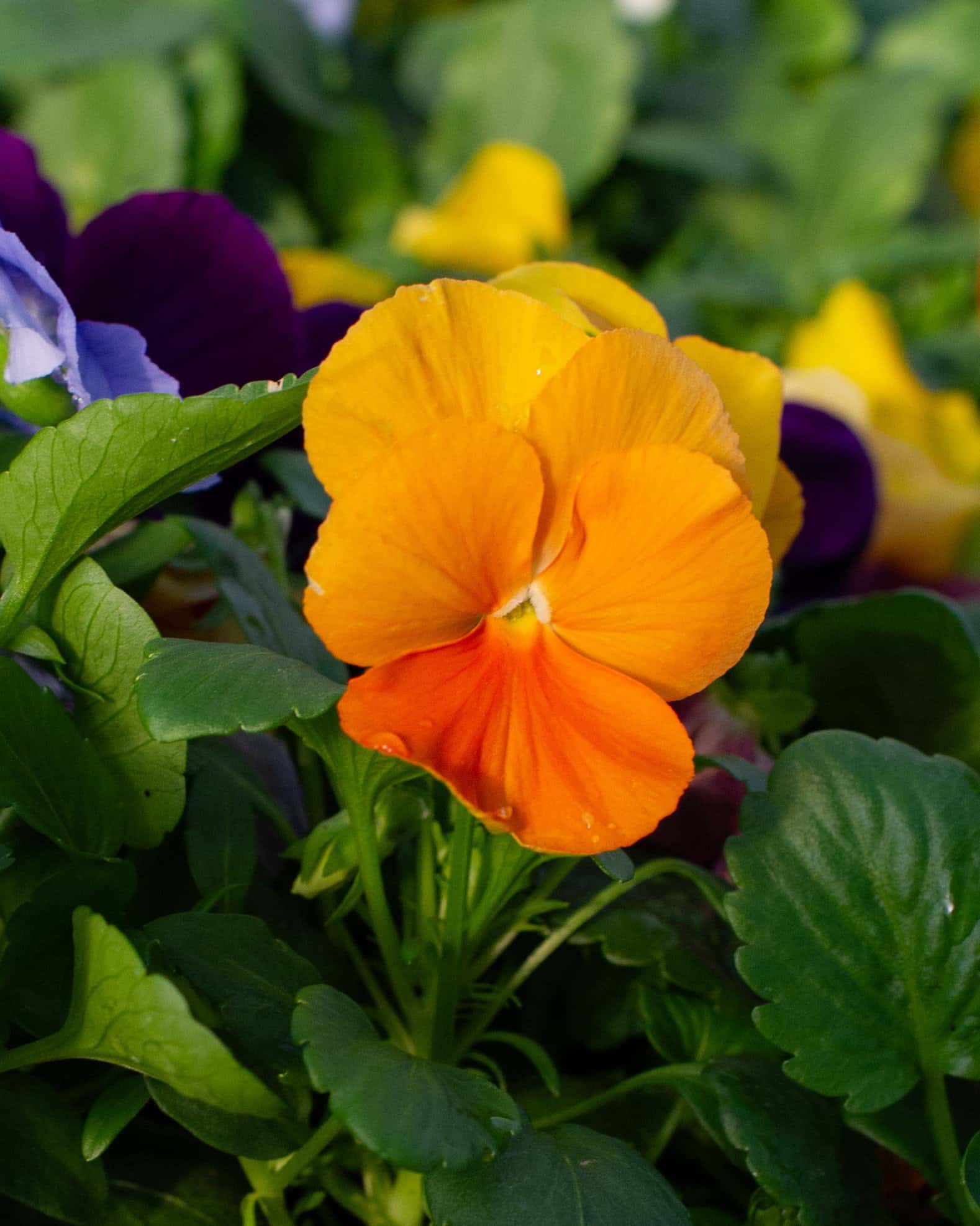 Matrix Clear Mix Pansy - Image 6