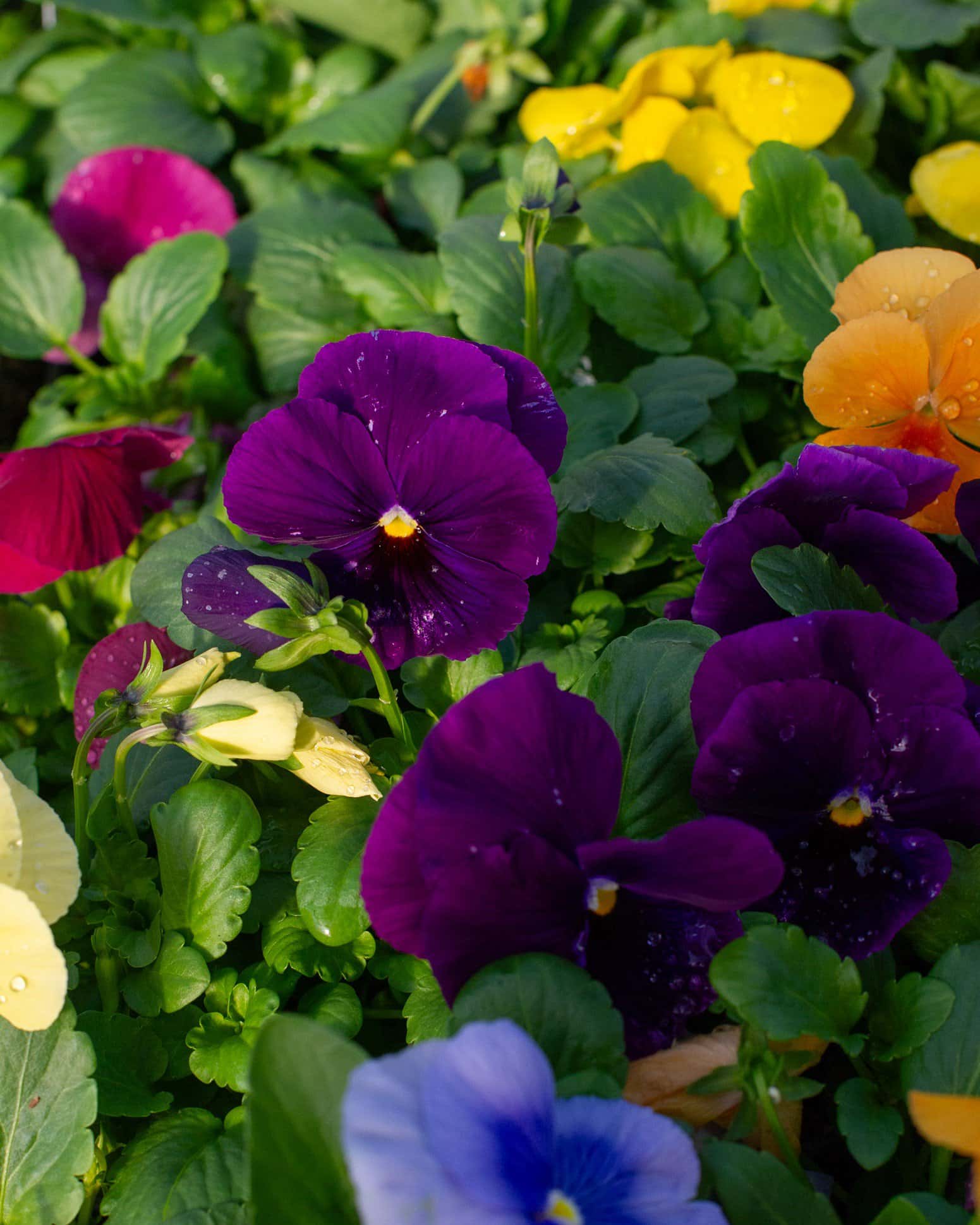 Matrix Clear Mix Pansy - Image 7