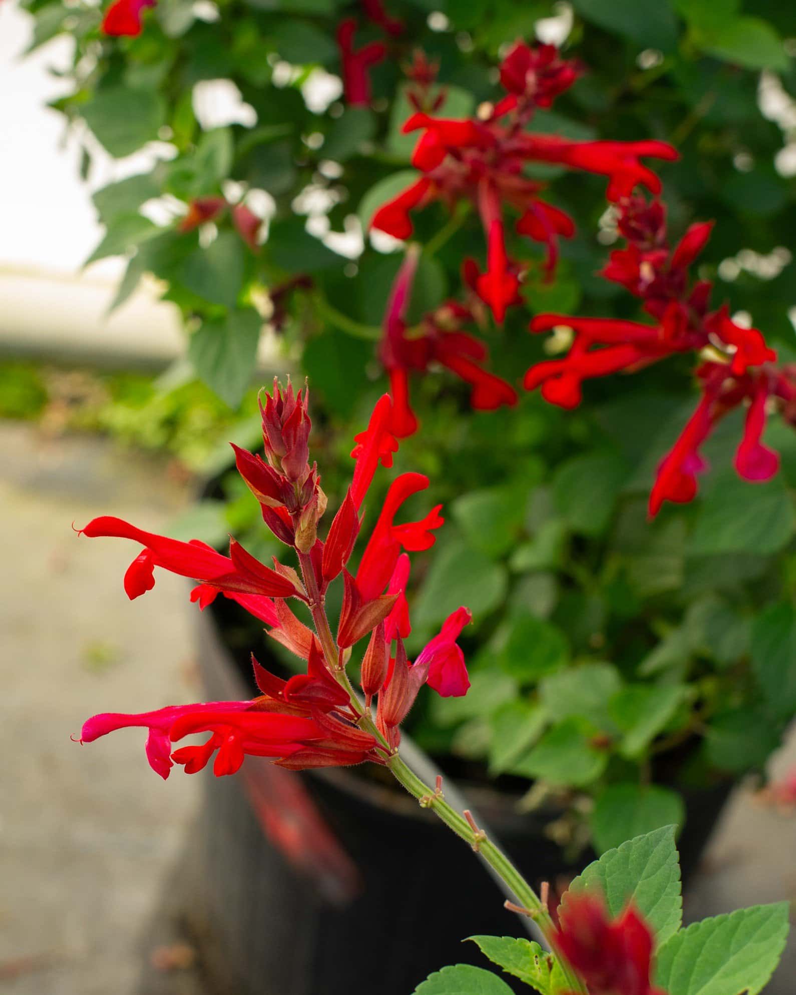 Radio Red Salvia Greggii - Image 1