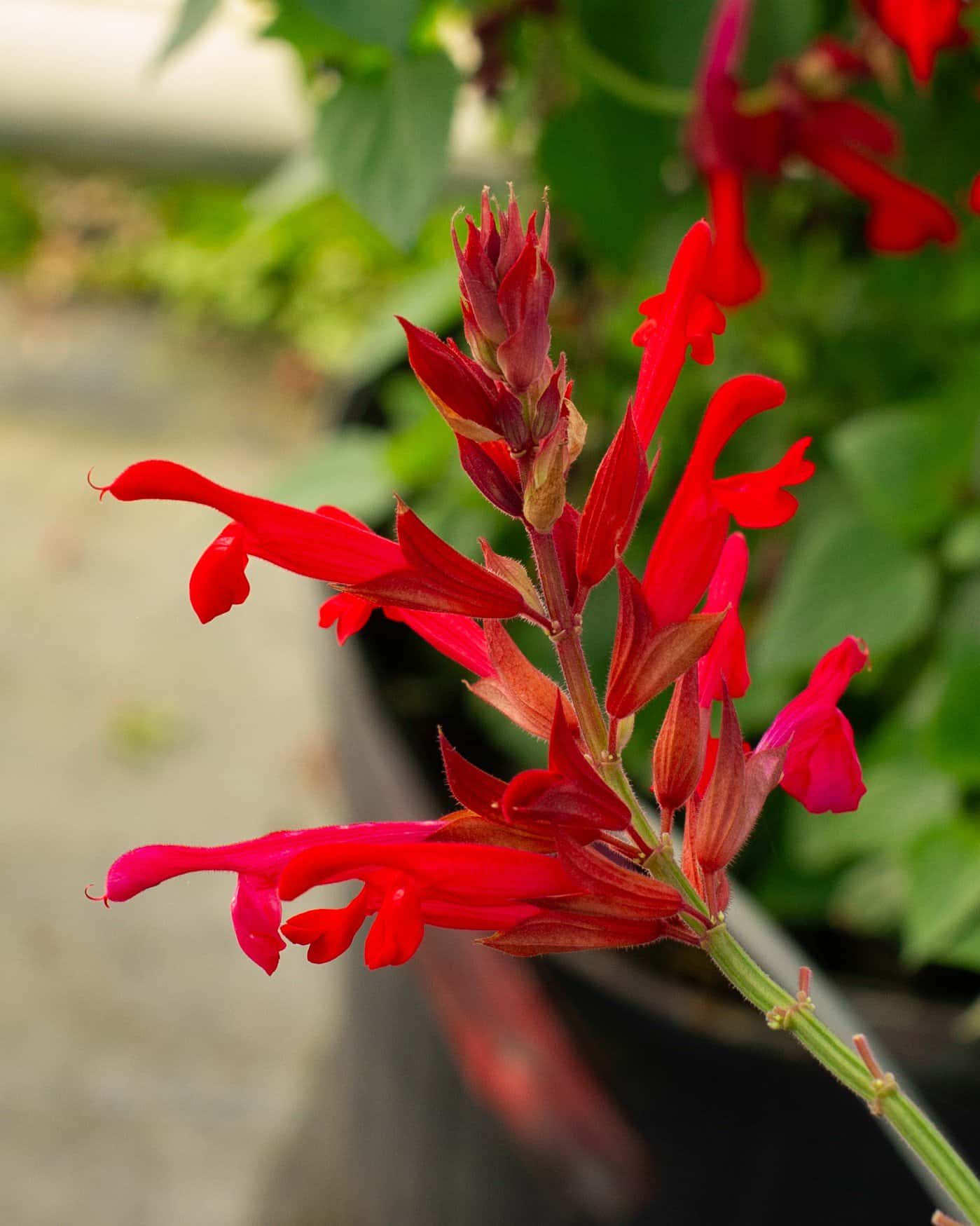 Radio Red Salvia Greggii - Image 2