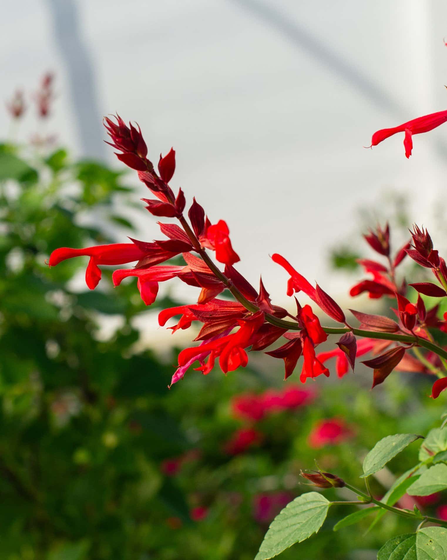 Radio Red Salvia Greggii - Image 3