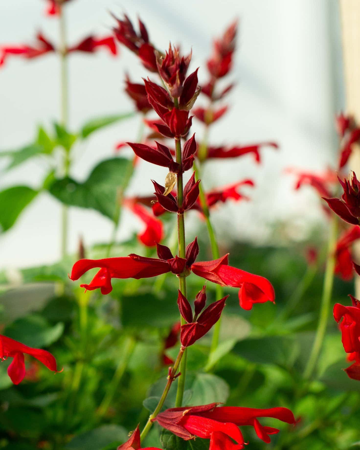 Radio Red Salvia Greggii - Image 4