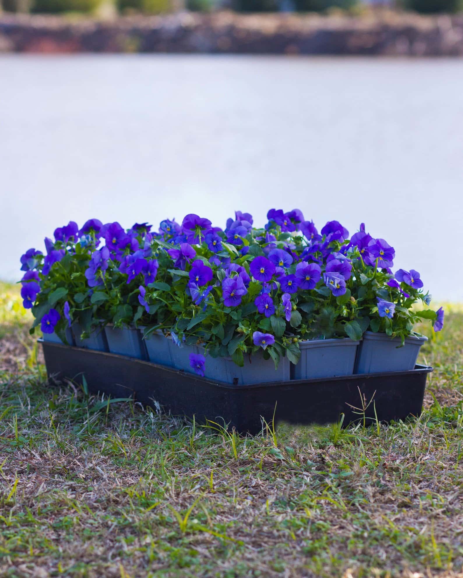 Penny Blue Viola - Image 1