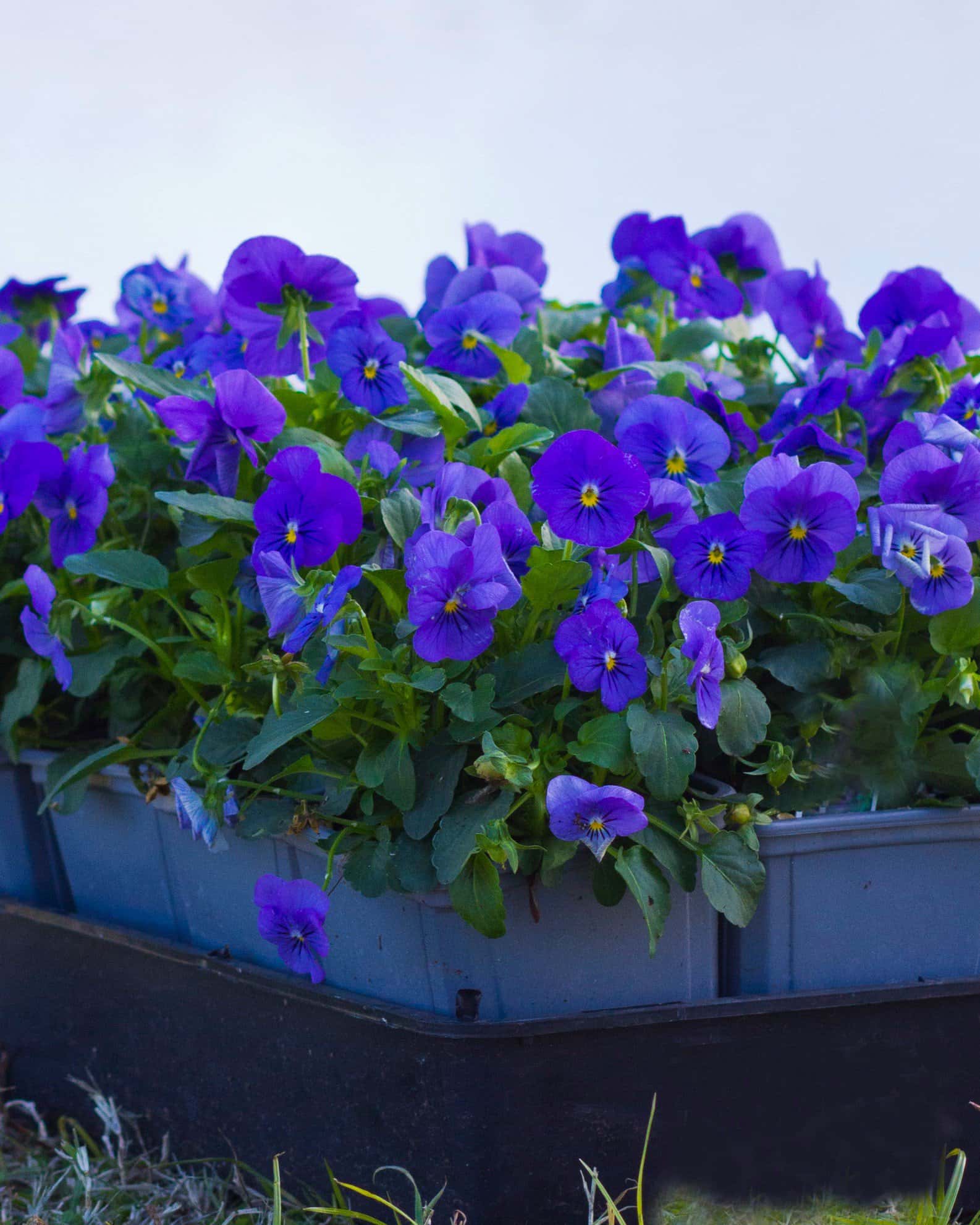 Penny Blue Viola - Image 2