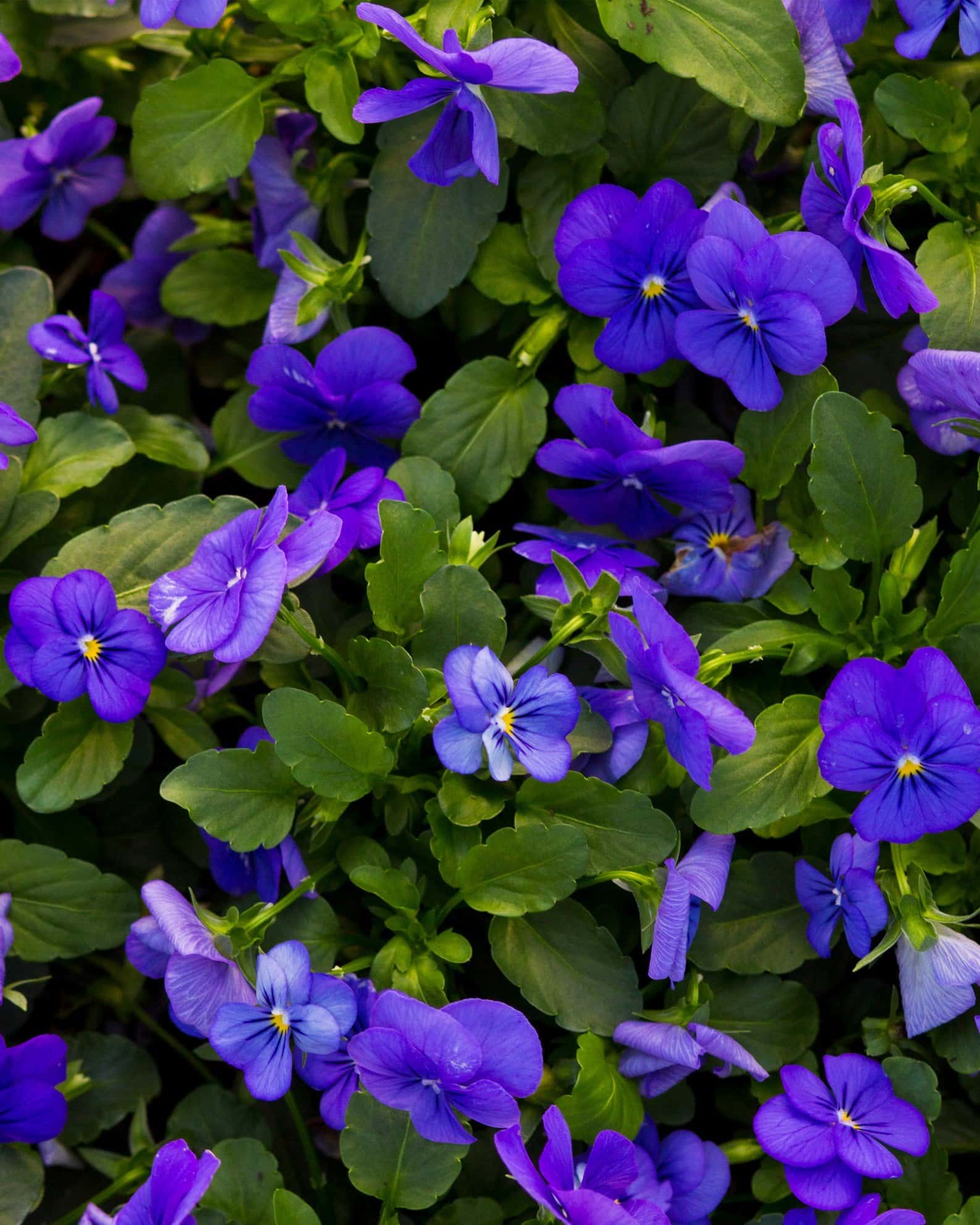 Penny Blue Viola - Image 3
