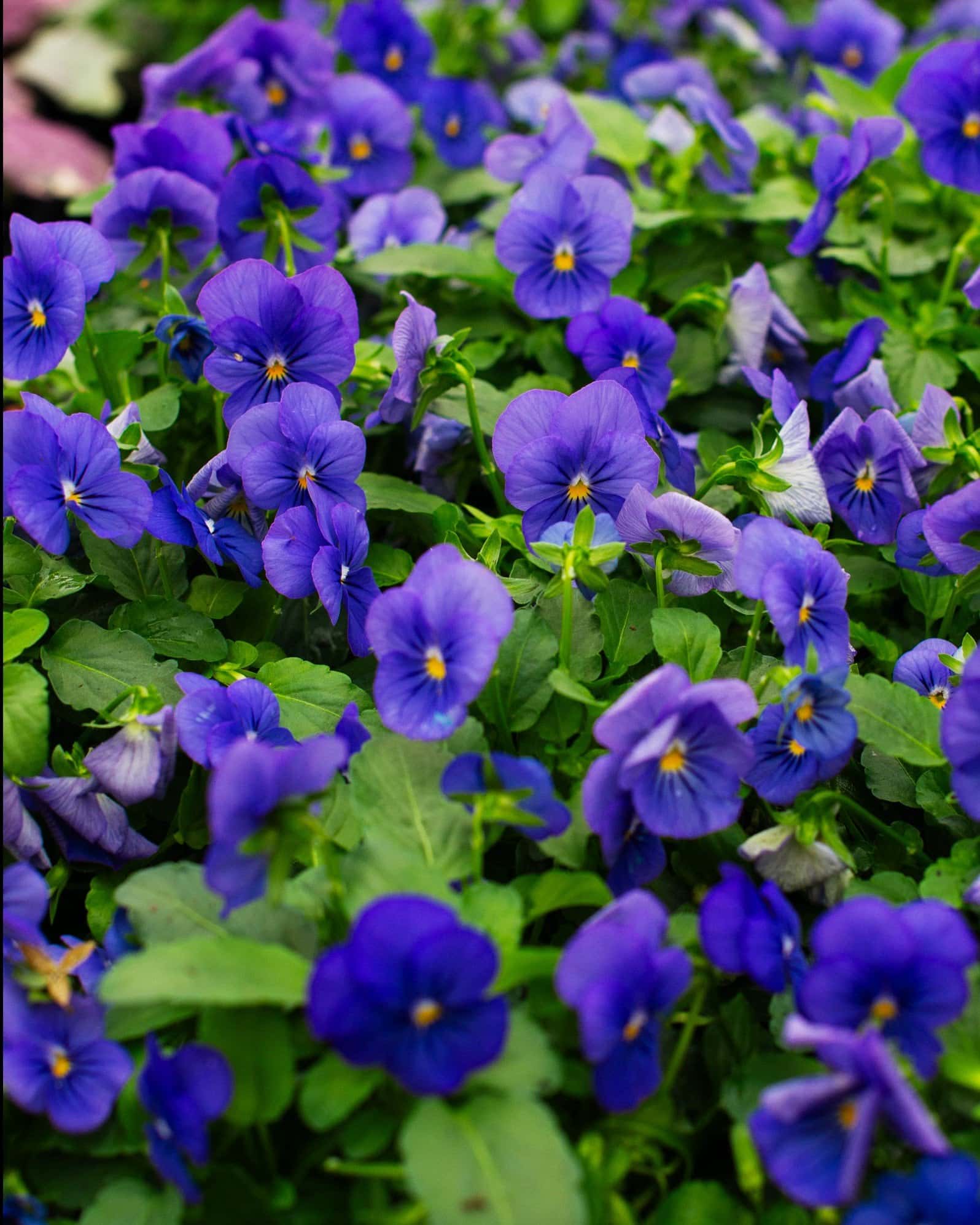 Penny Blue Viola - Image 4
