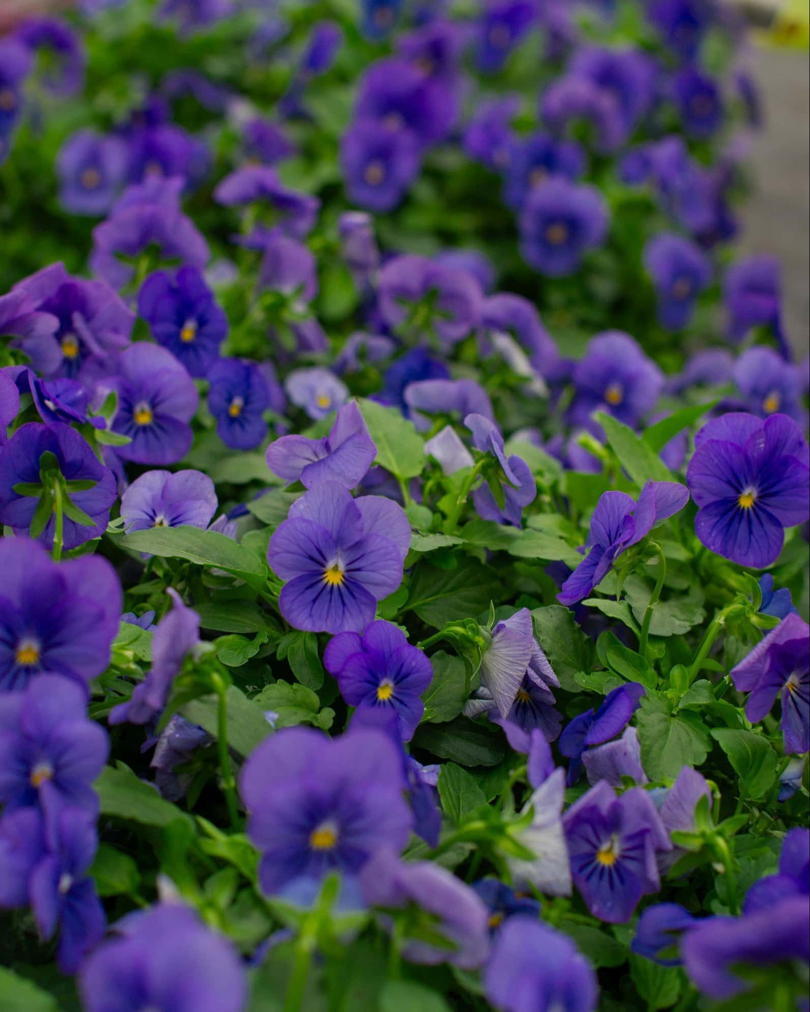 Penny Blue Viola - Image 5