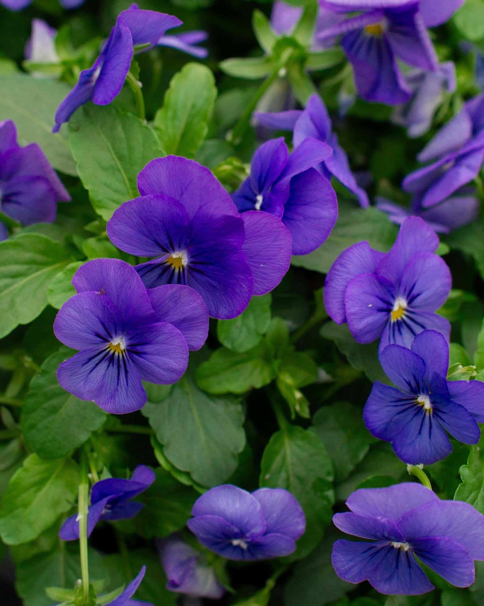Penny Blue Viola - Image 6