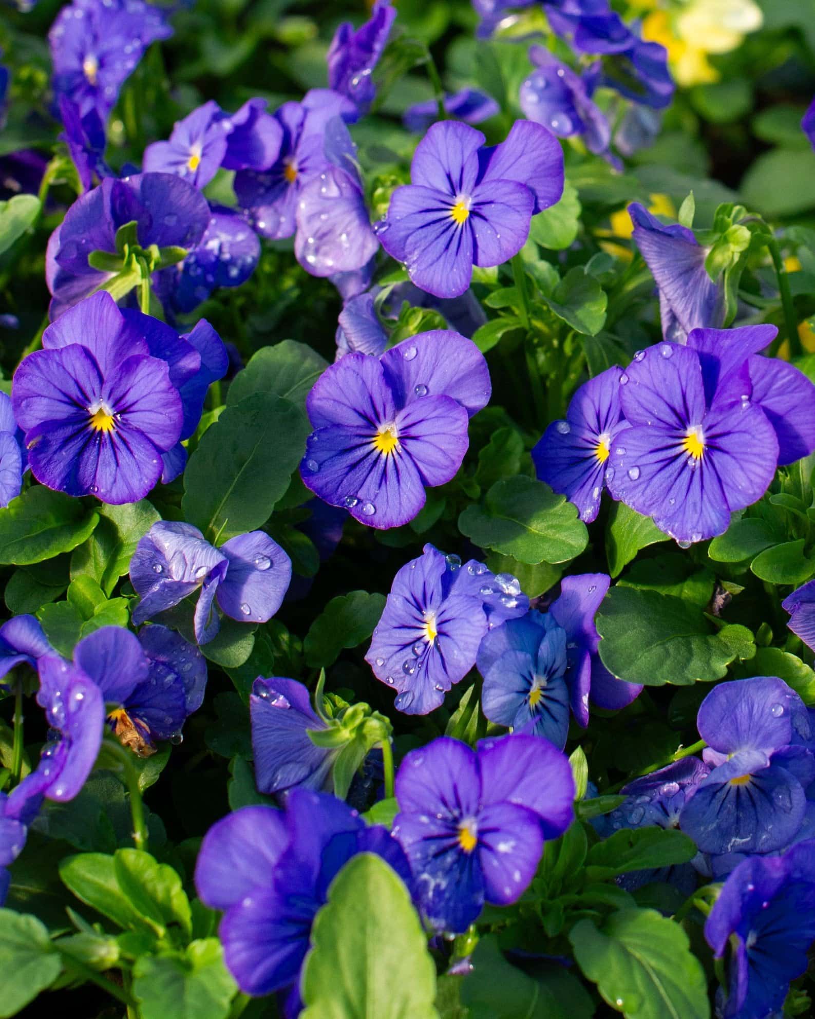 Penny Blue Viola - Main Image
