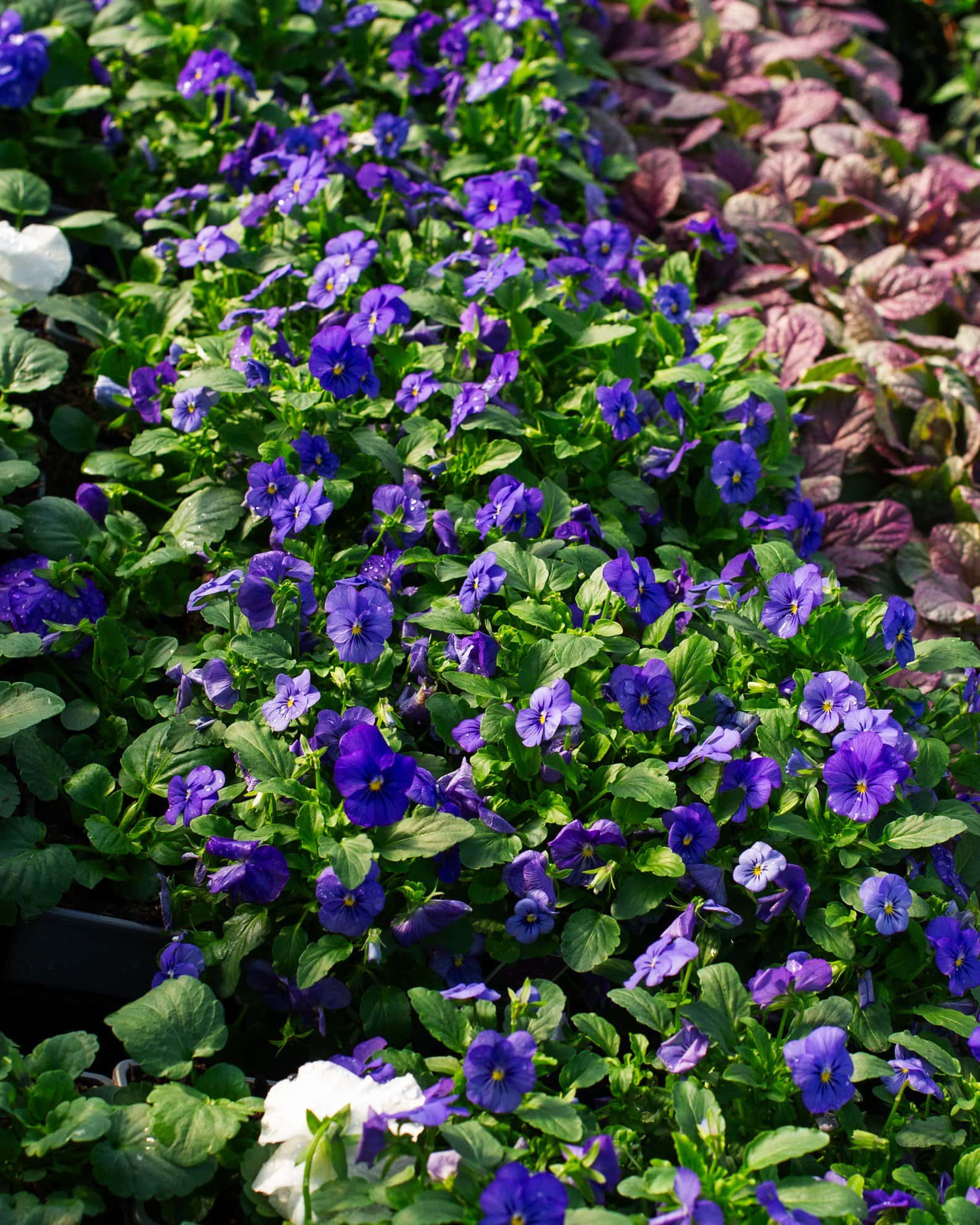 Penny Blue Viola - Image 7