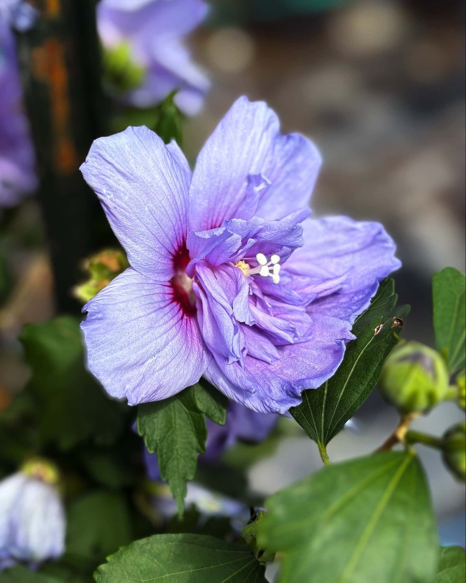Blue Chiffon Althea Tree Form - Main Image