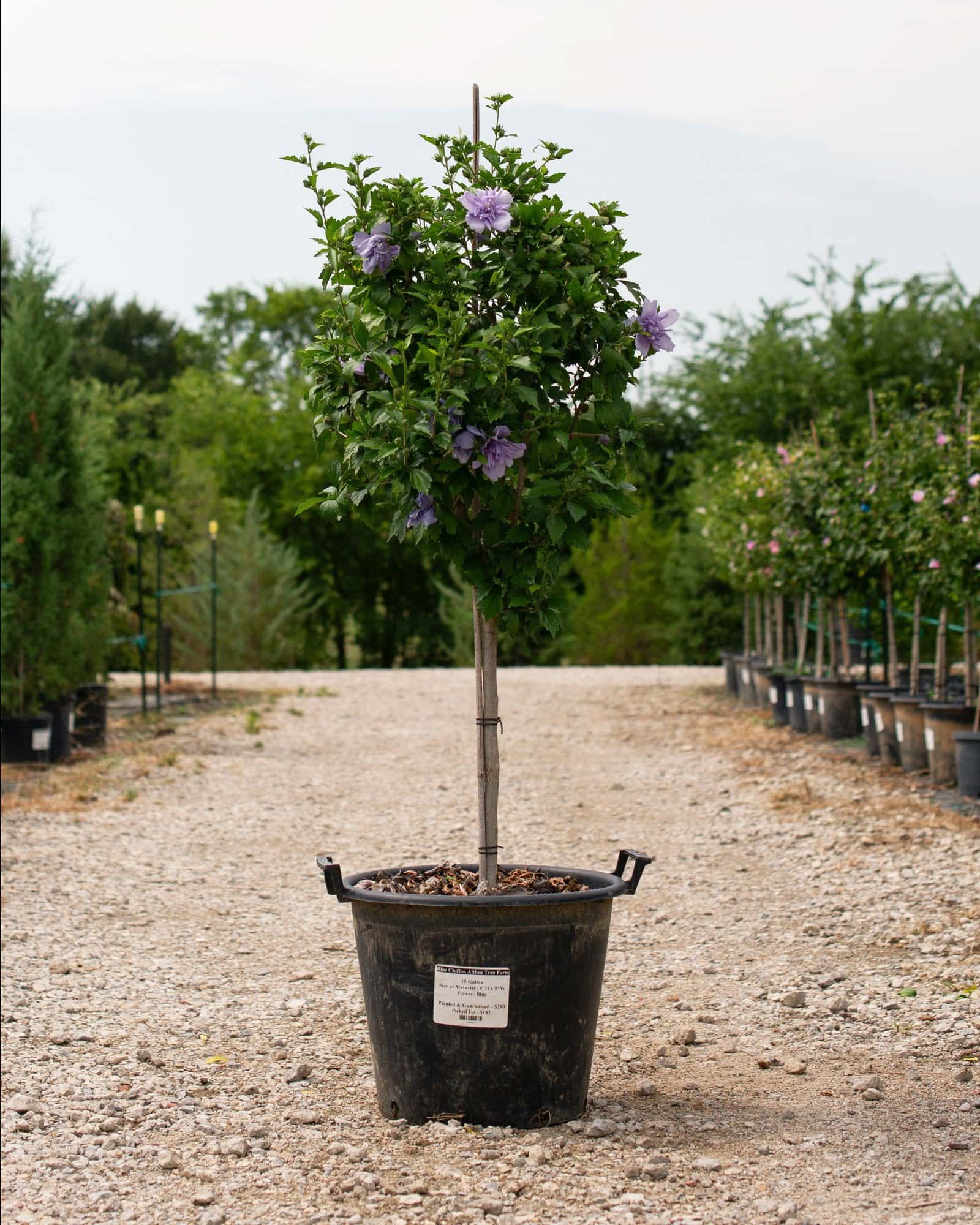 Blue Chiffon Althea Tree Form - Image 6