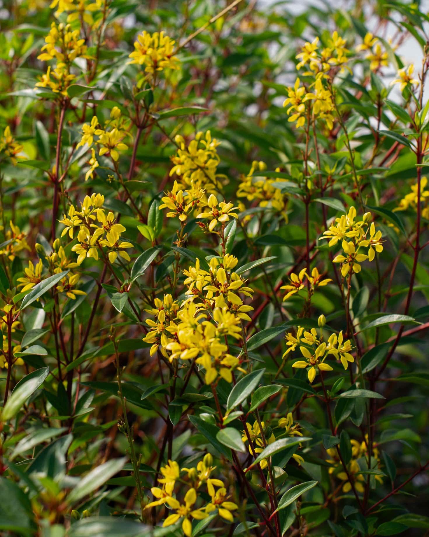 Golden Thryallis - Main Image