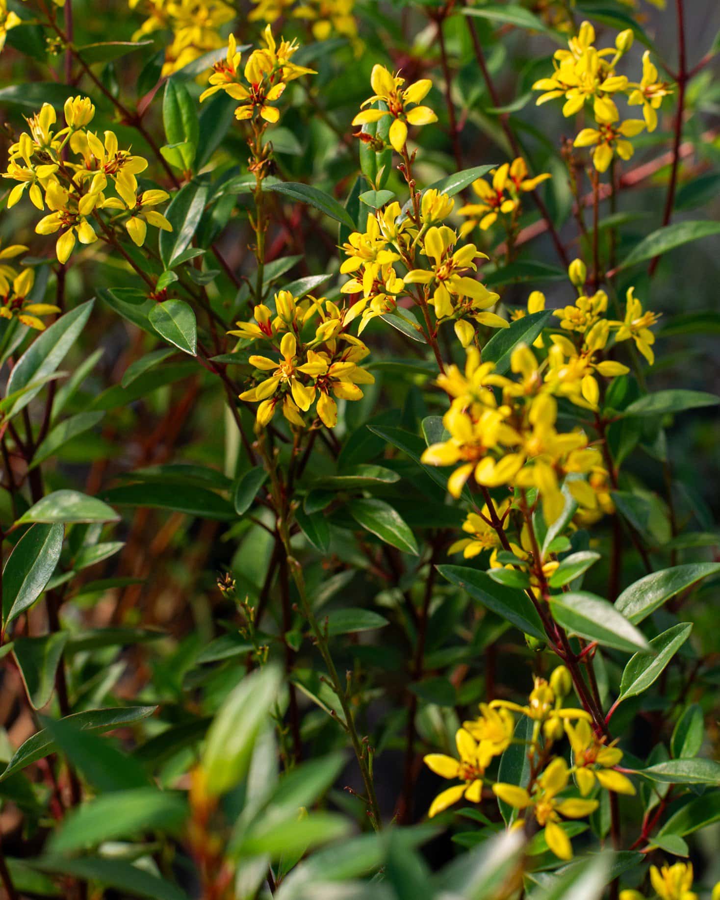 Golden Thryallis - Image 5