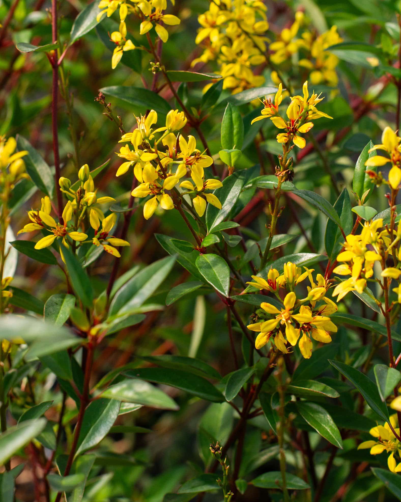 Golden Thryallis - Image 6