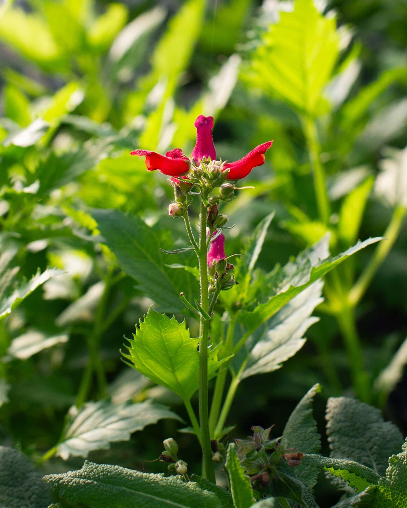 Red Birds in a Tree - Image 2