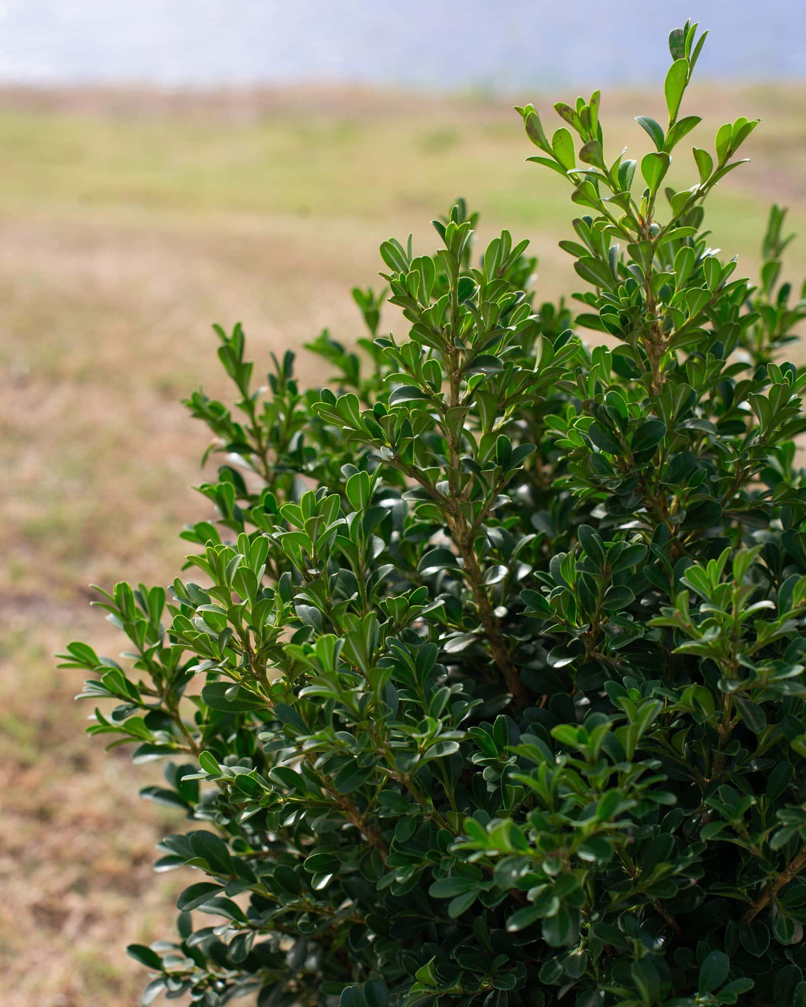 NewGen Independence Boxwood - Image 7