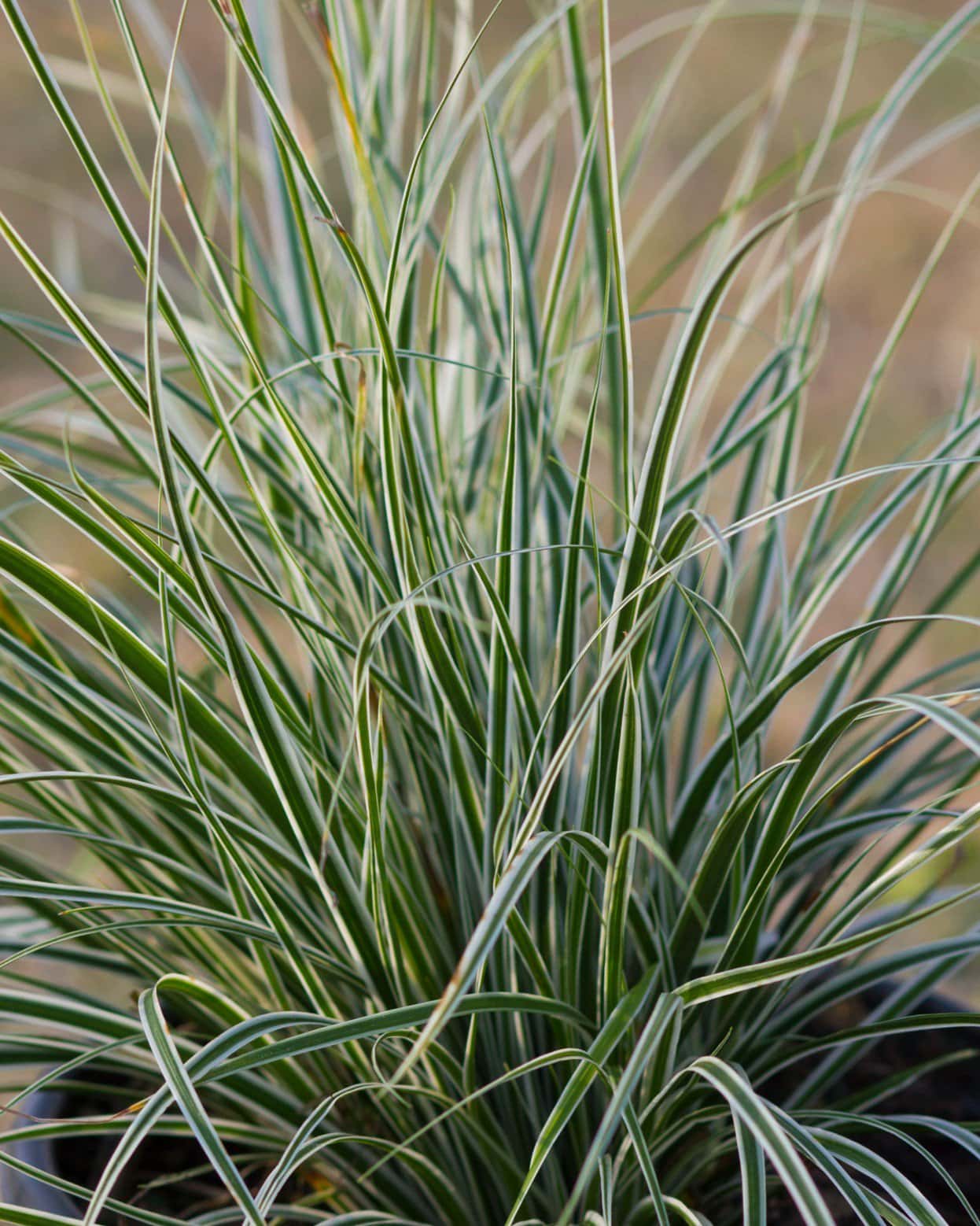 Feather Falls Carex Sedge - Main Image