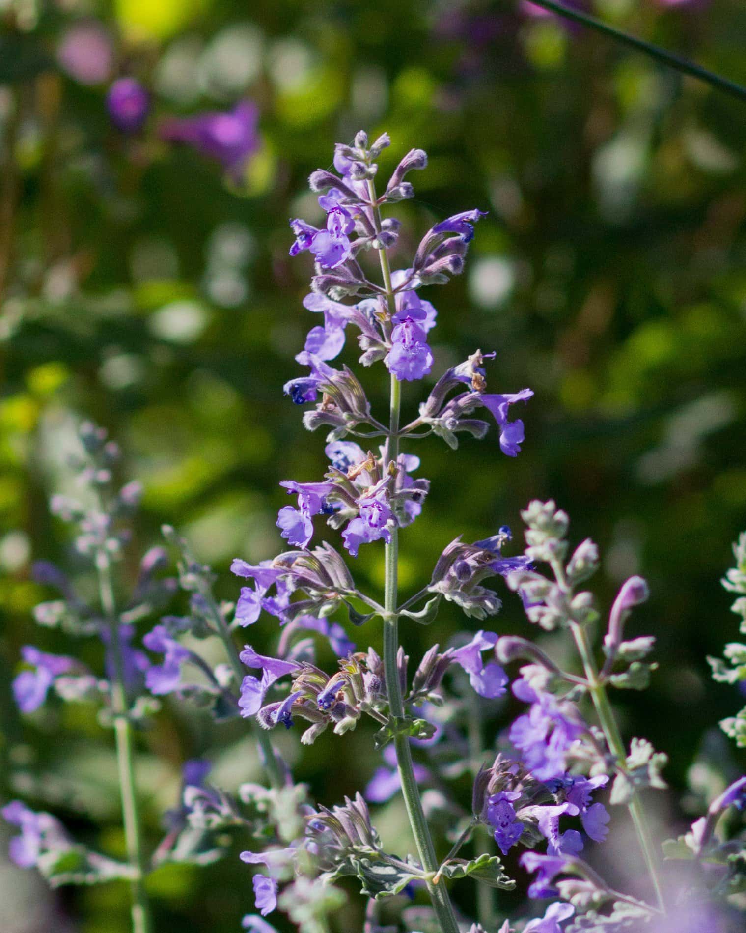 Cat's Pajamas Catmint - Image 2