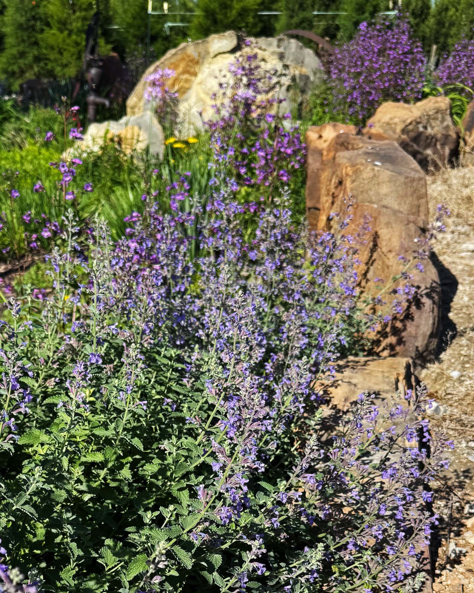 Cat's Pajamas Catmint - Image 3