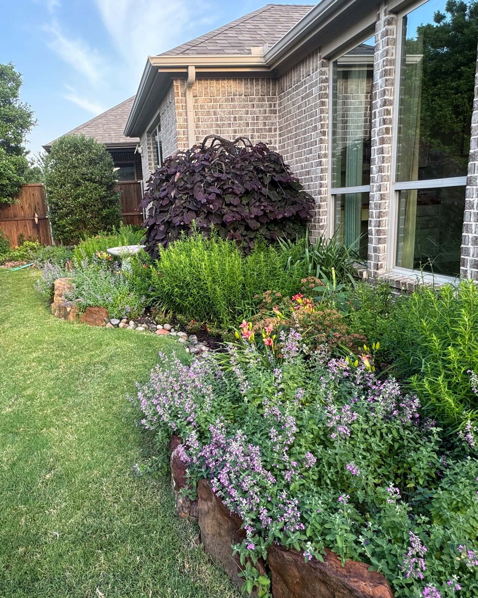 Cat's Pajamas Catmint - Image 4