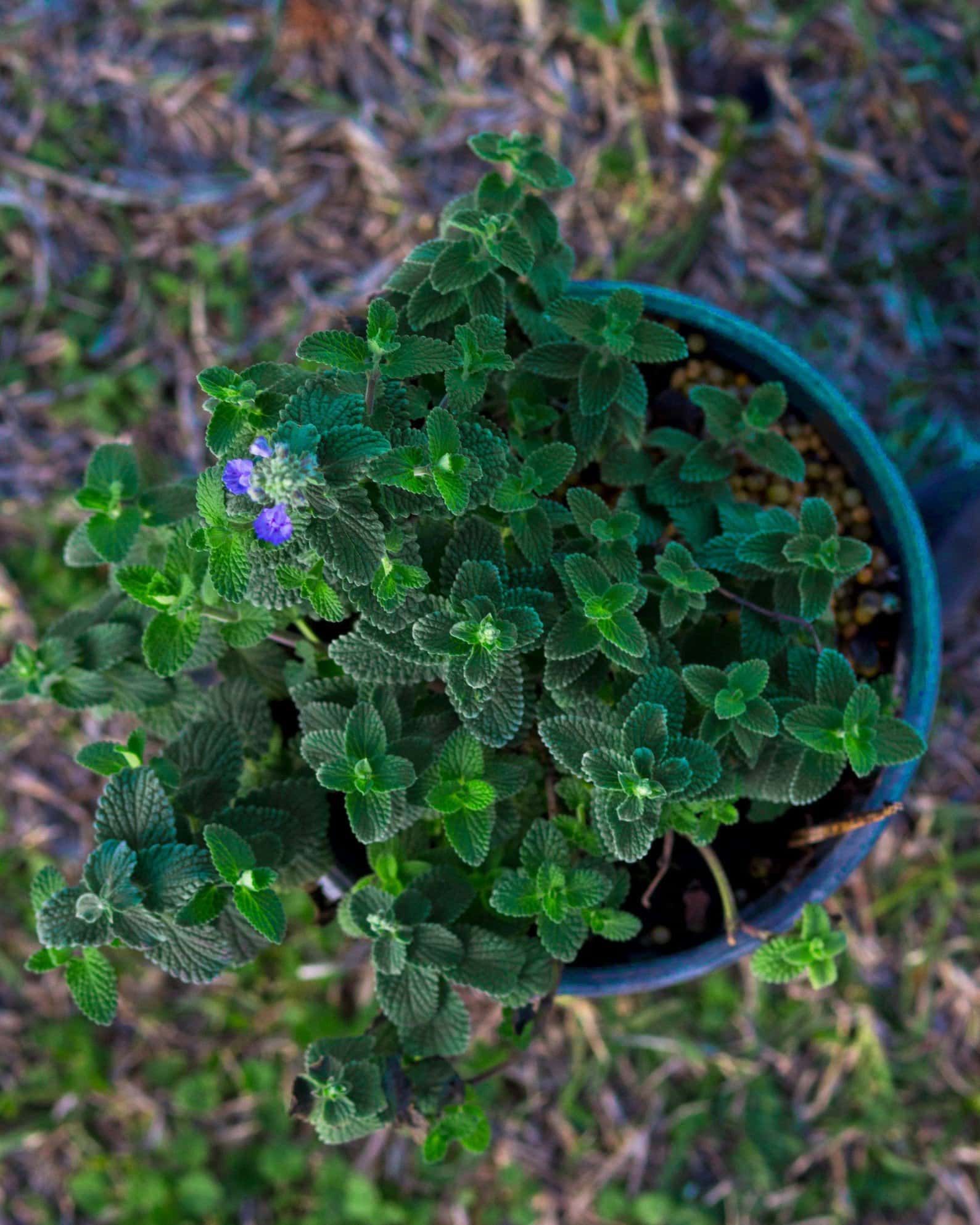 Cat's Pajamas Catmint - Image 5