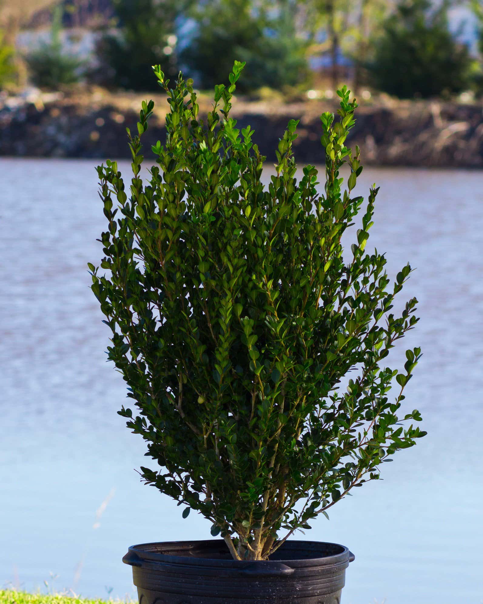 Wintergreen Boxwood - Image 5