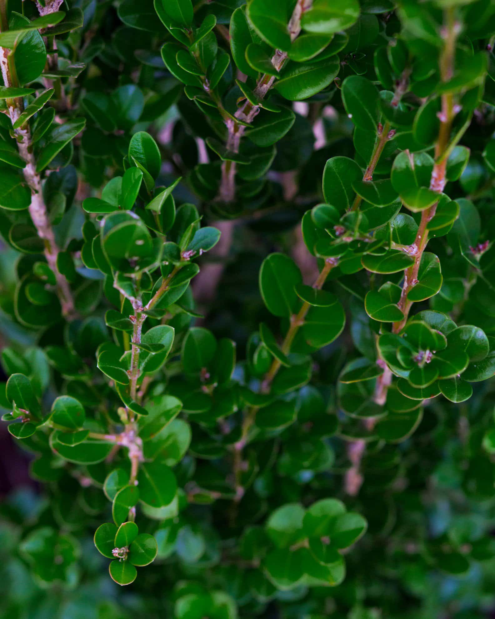Wintergreen Boxwood - Image 6