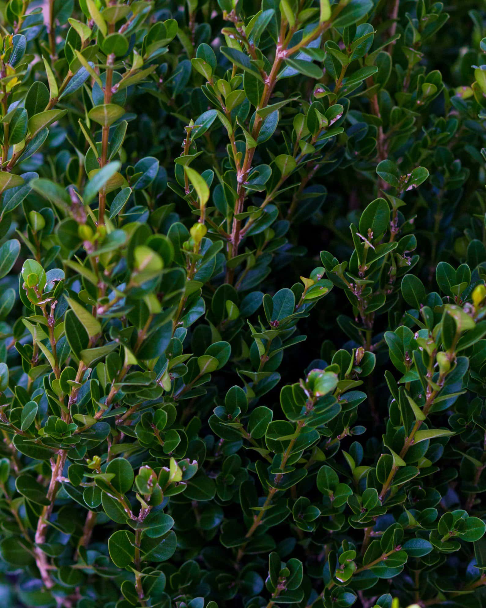 Wintergreen Boxwood - Image 7