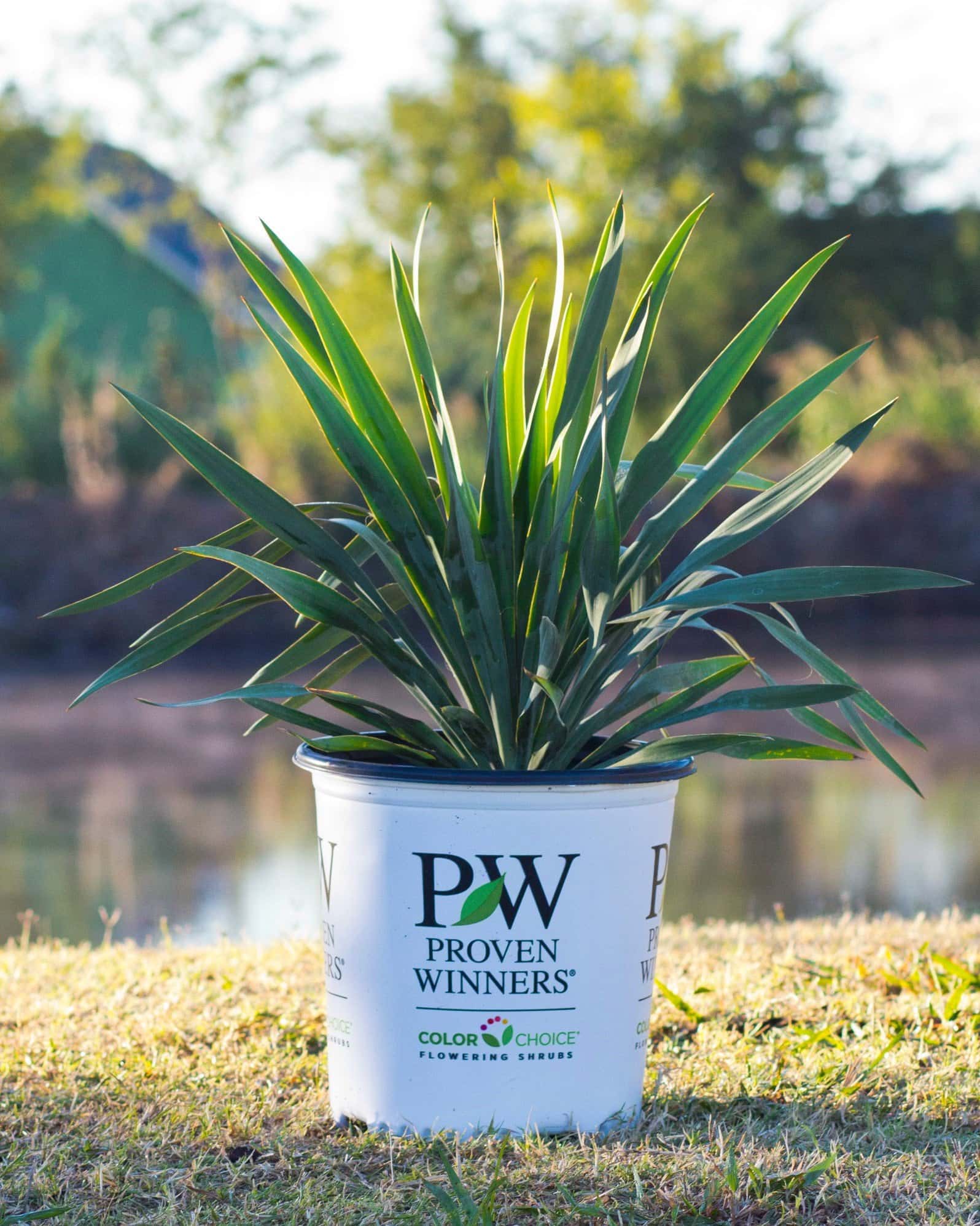 Dragon Slayer Yucca - Image 3