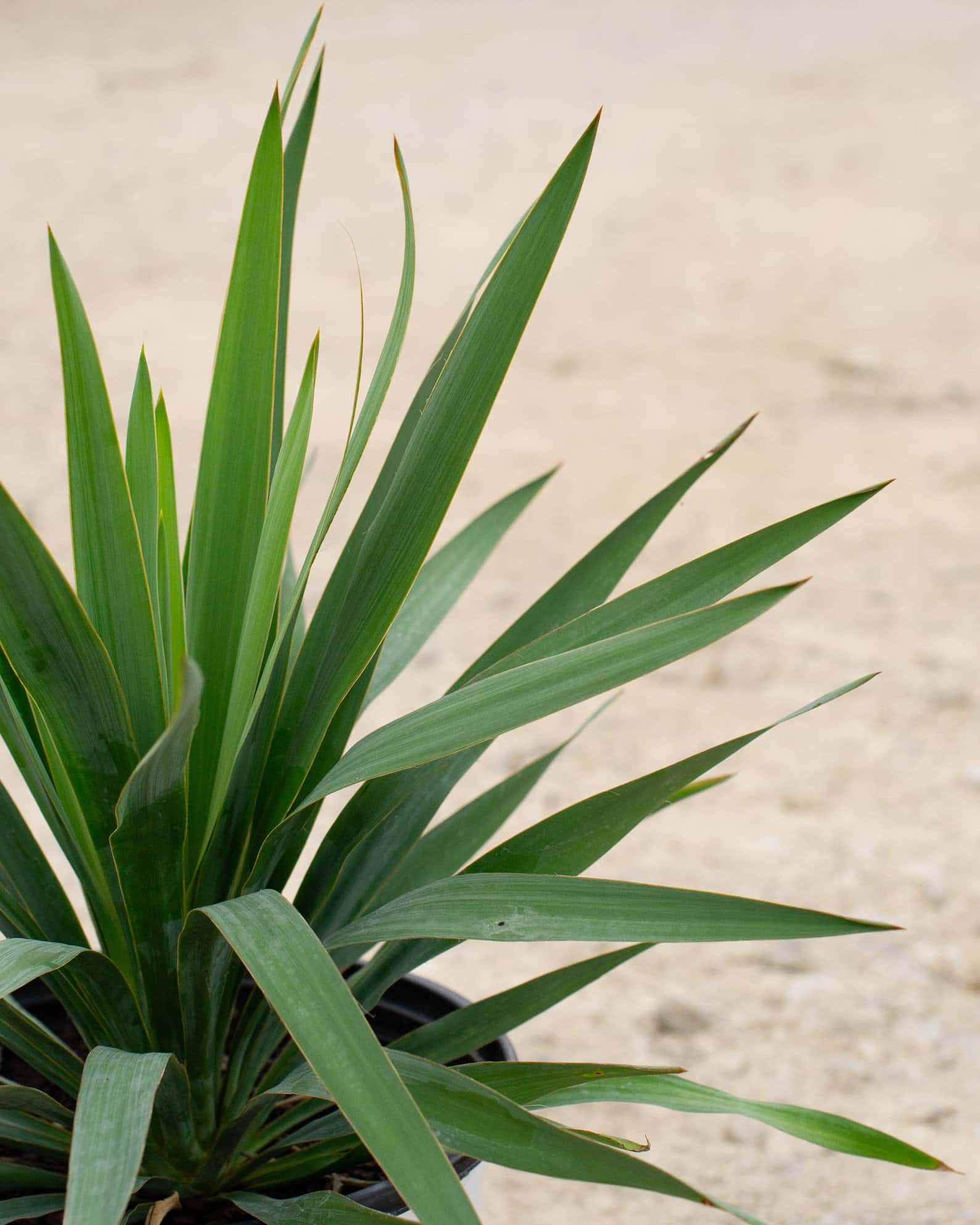 Dragon Slayer Yucca - Image 5
