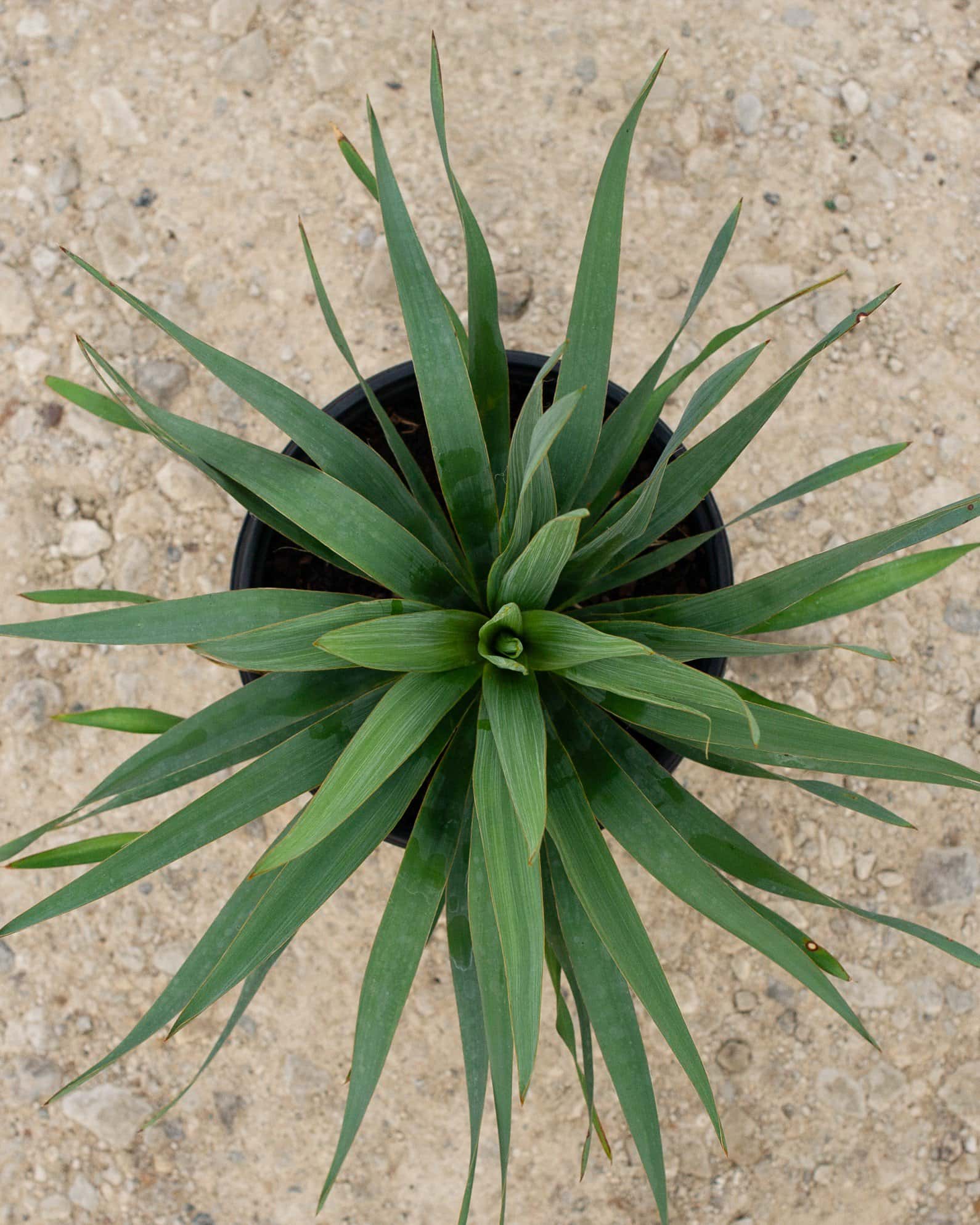 Dragon Slayer Yucca - Image 6
