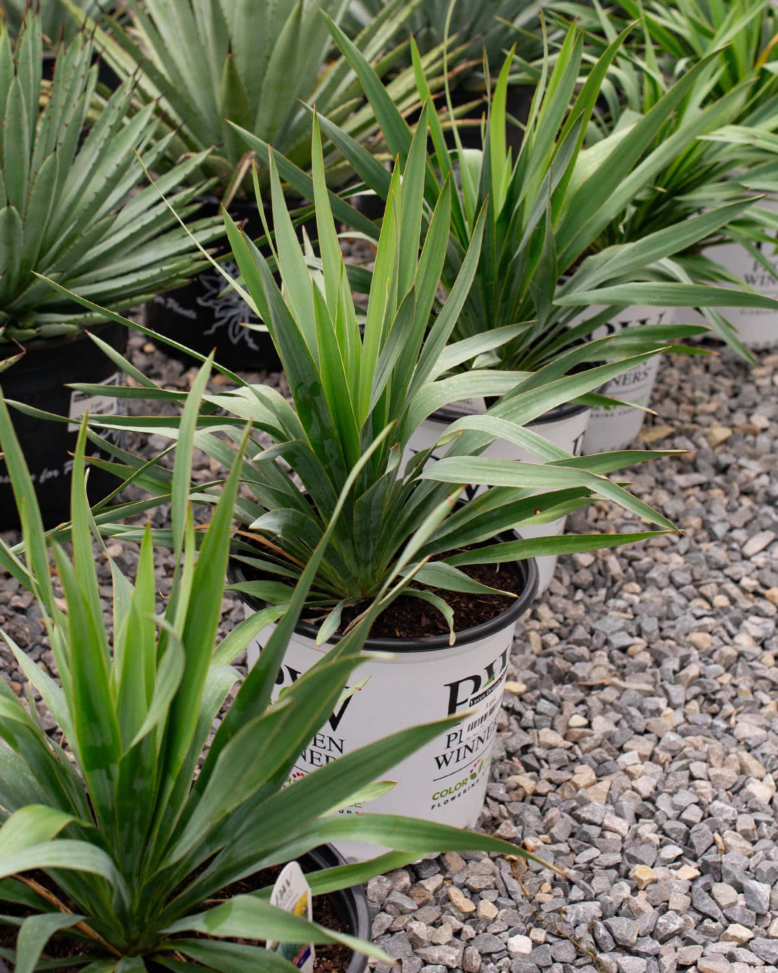 Dragon Slayer Yucca - Image 7