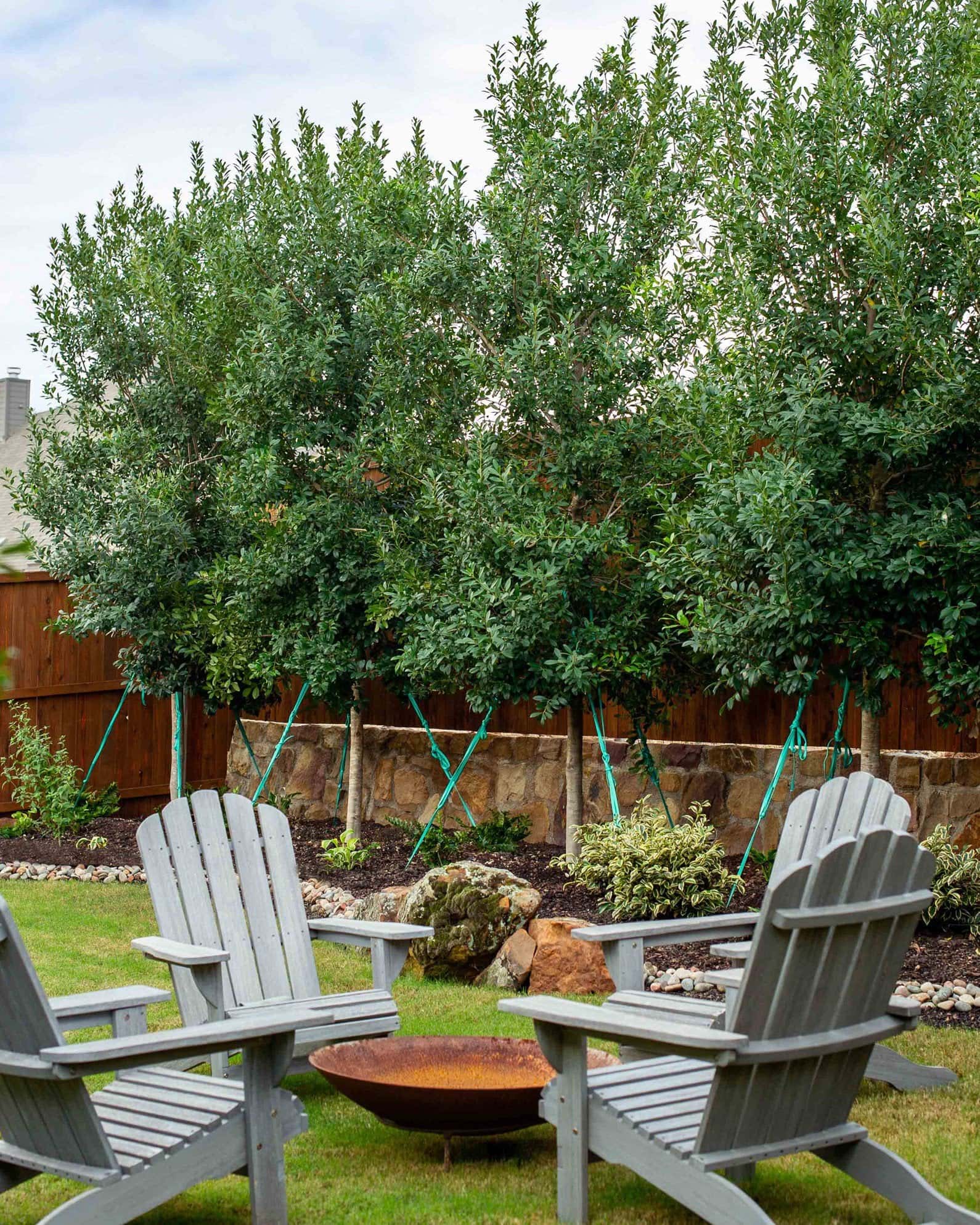 Eagleston Holly Tree Form - Image 6