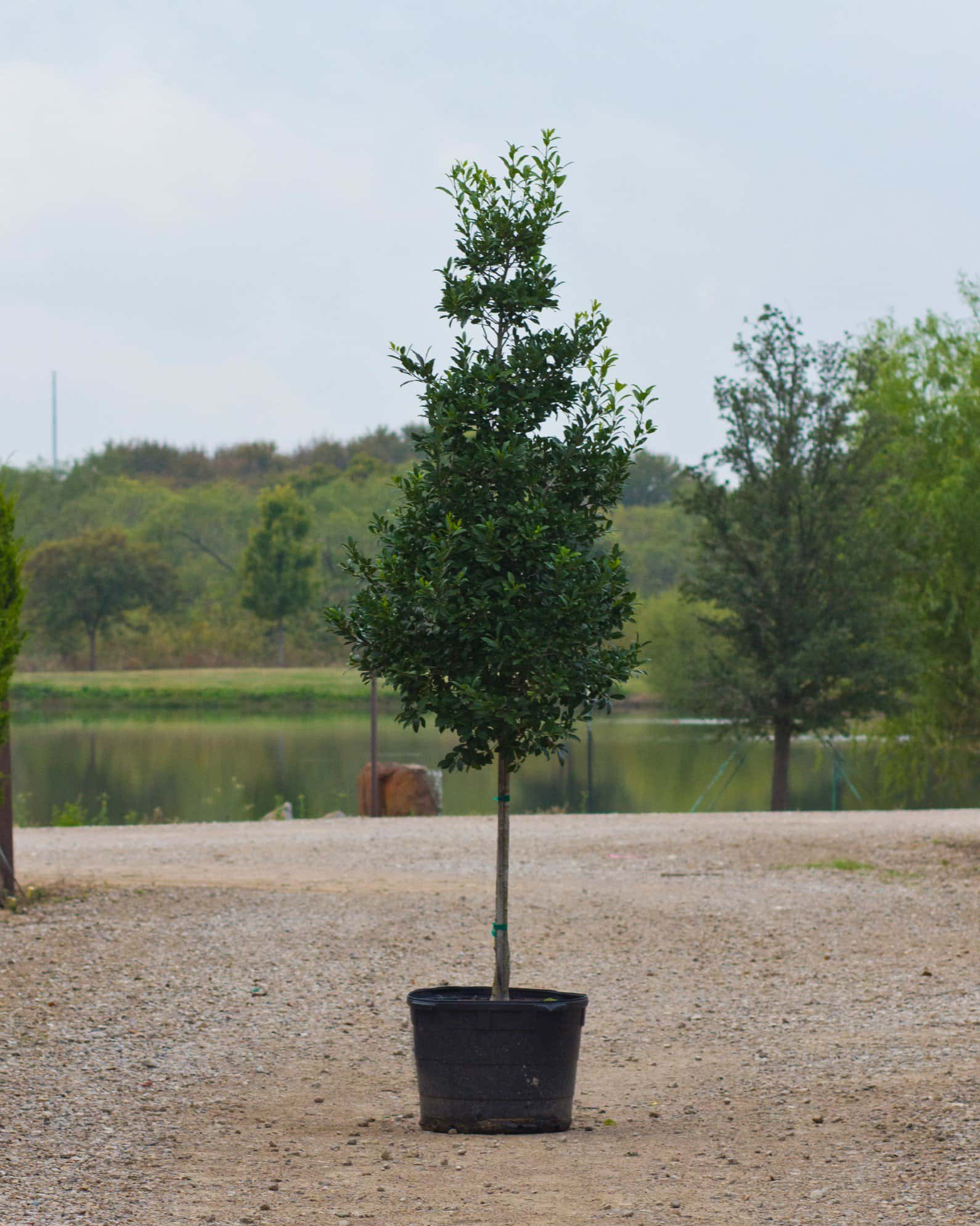 Eagleston Holly Tree Form - Image 7