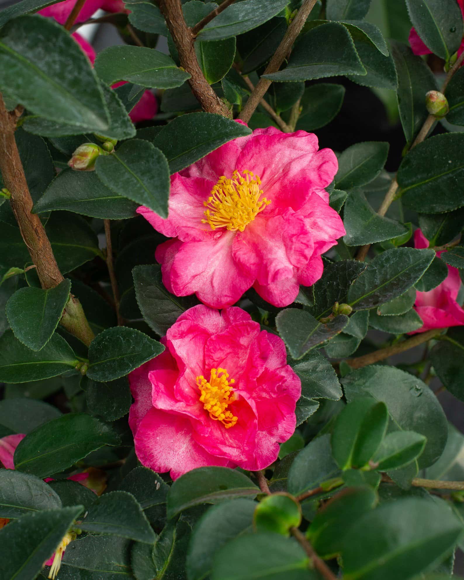 Shishi Gashira Camellia - Image 4