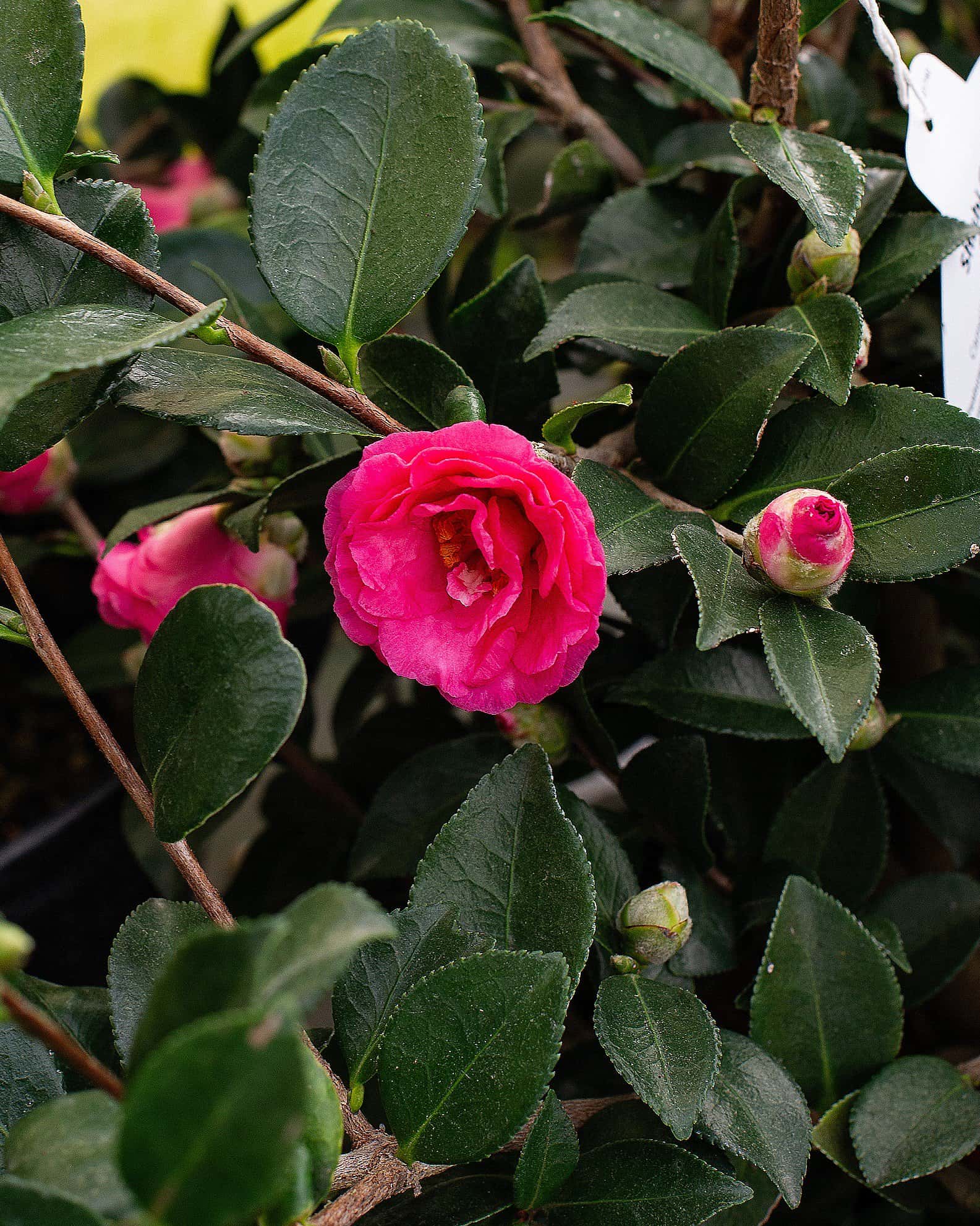 Shishi Gashira Camellia - Image 5
