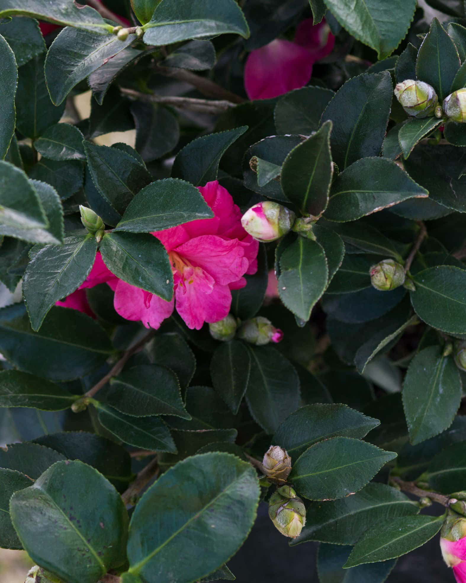 Shishi Gashira Camellia - Image 6