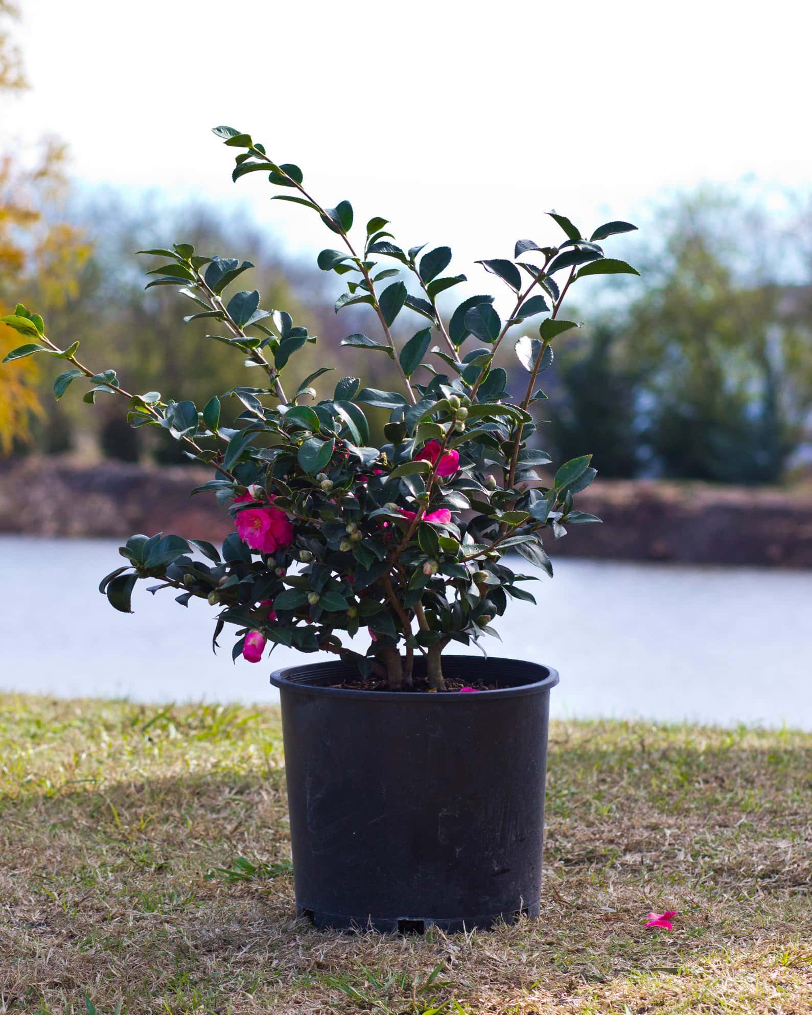 Shishi Gashira Camellia - Image 7