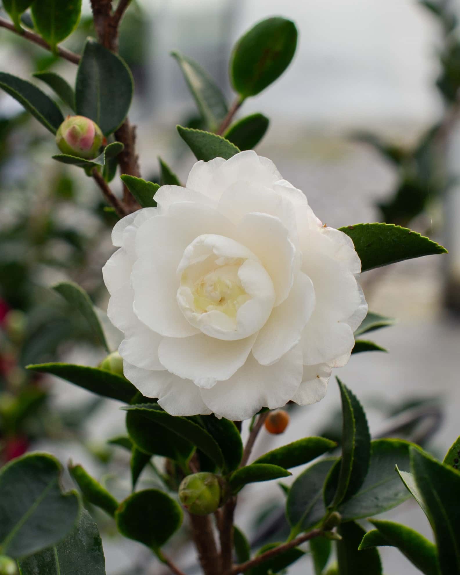 White Shi-Shi Camellia - Main Image