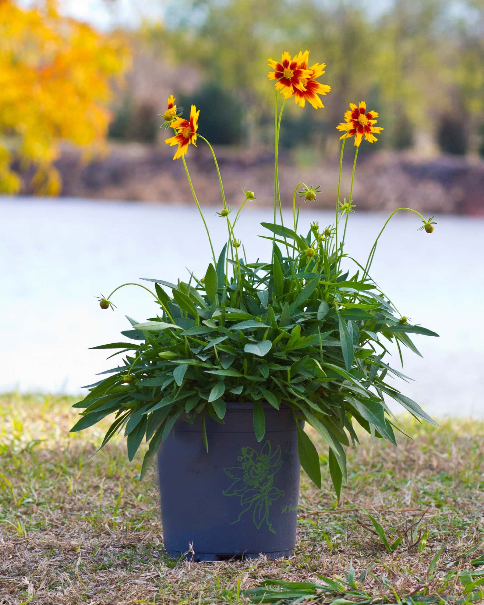 Uptick Gold & Bronze Coreopsis - Image 6