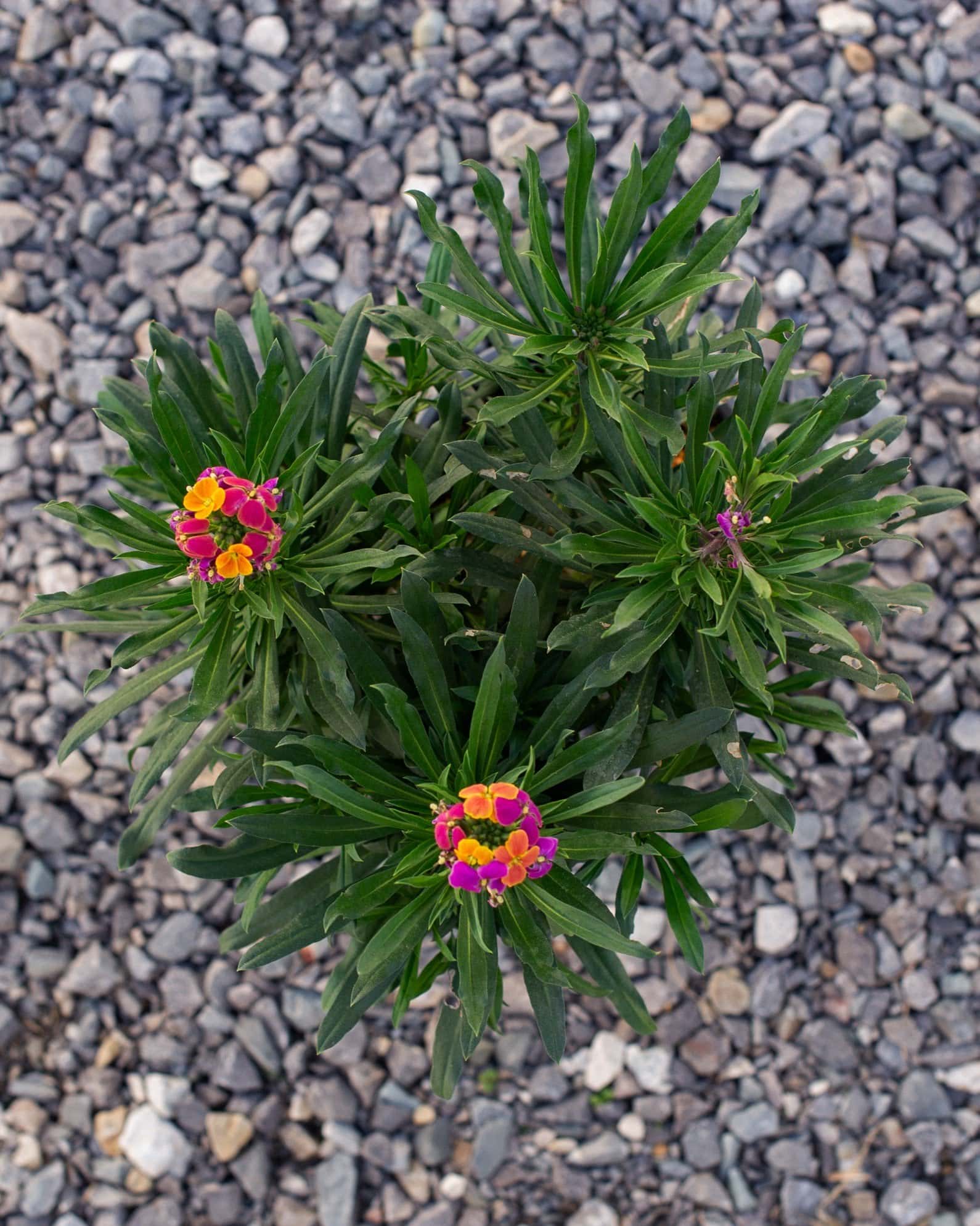 Erysistible Tricolor Wallflower - Image 5