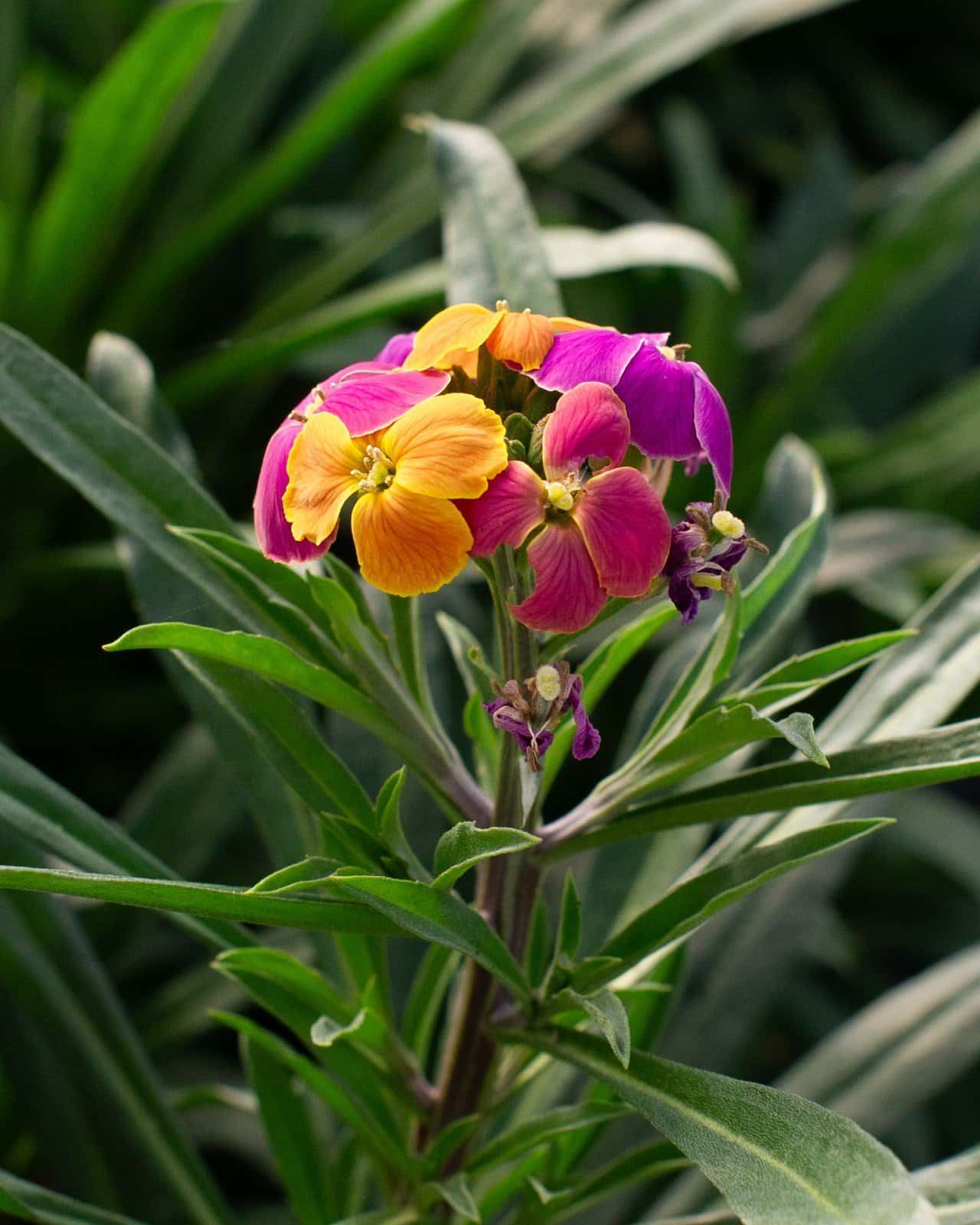 Erysistible Tricolor Wallflower - Image 6