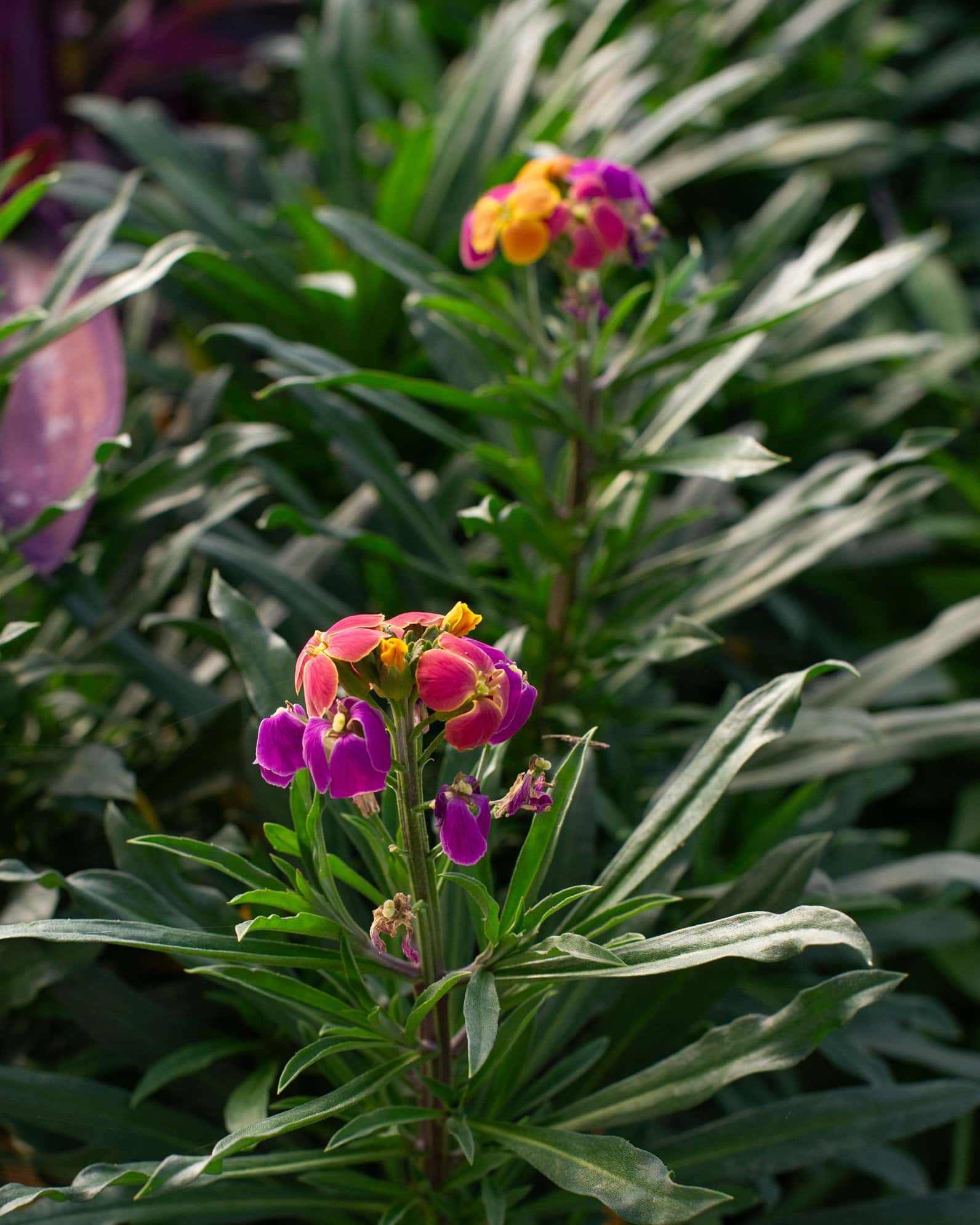 Erysistible Tricolor Wallflower - Image 7