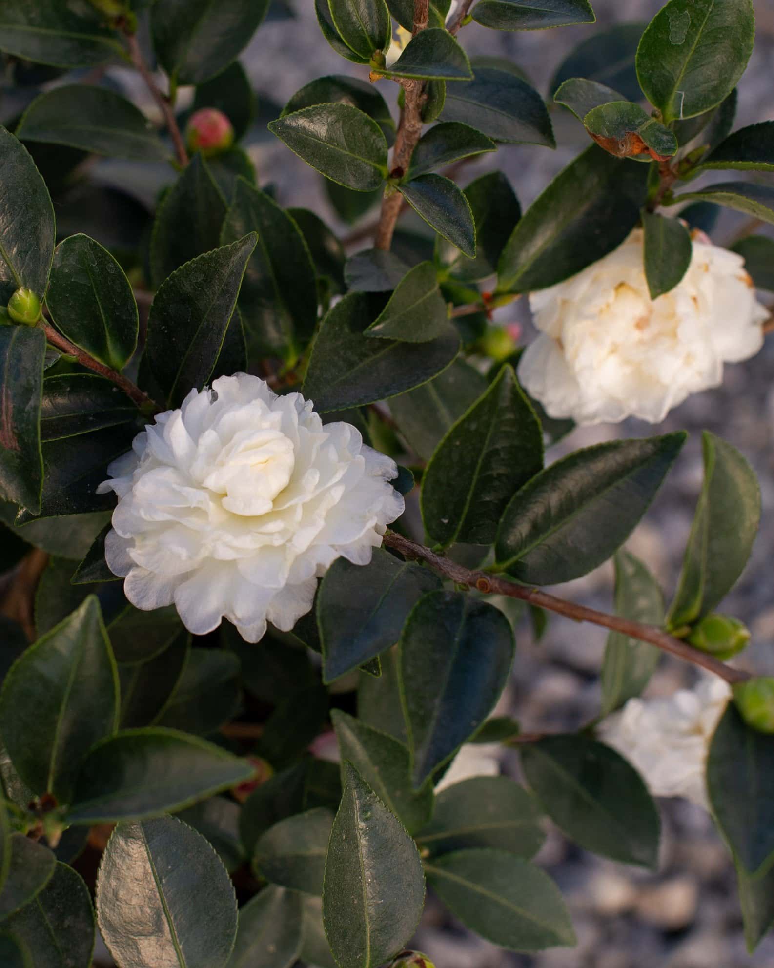 White Shi-Shi Camellia - Image 5