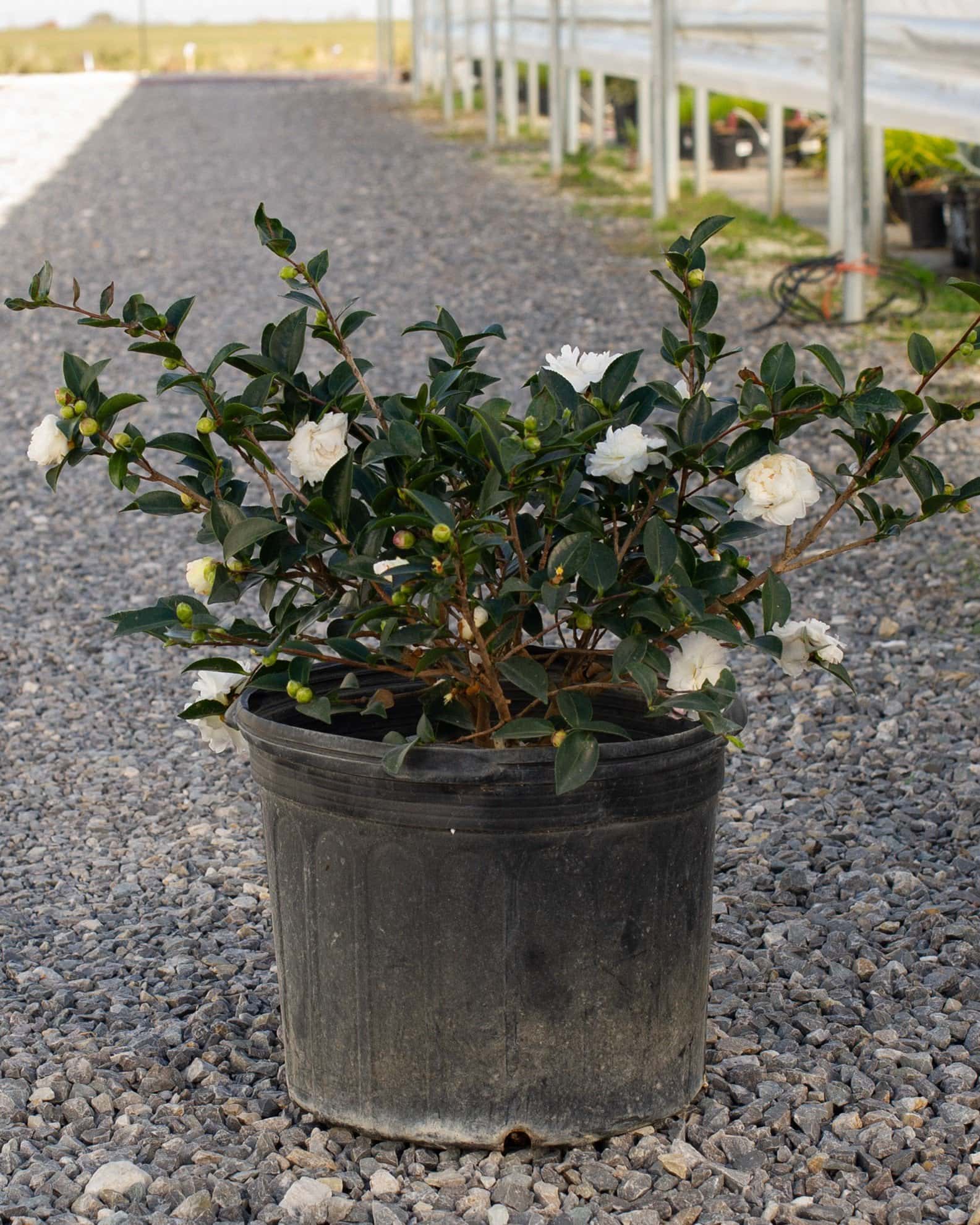 White Shi-Shi Camellia - Image 6