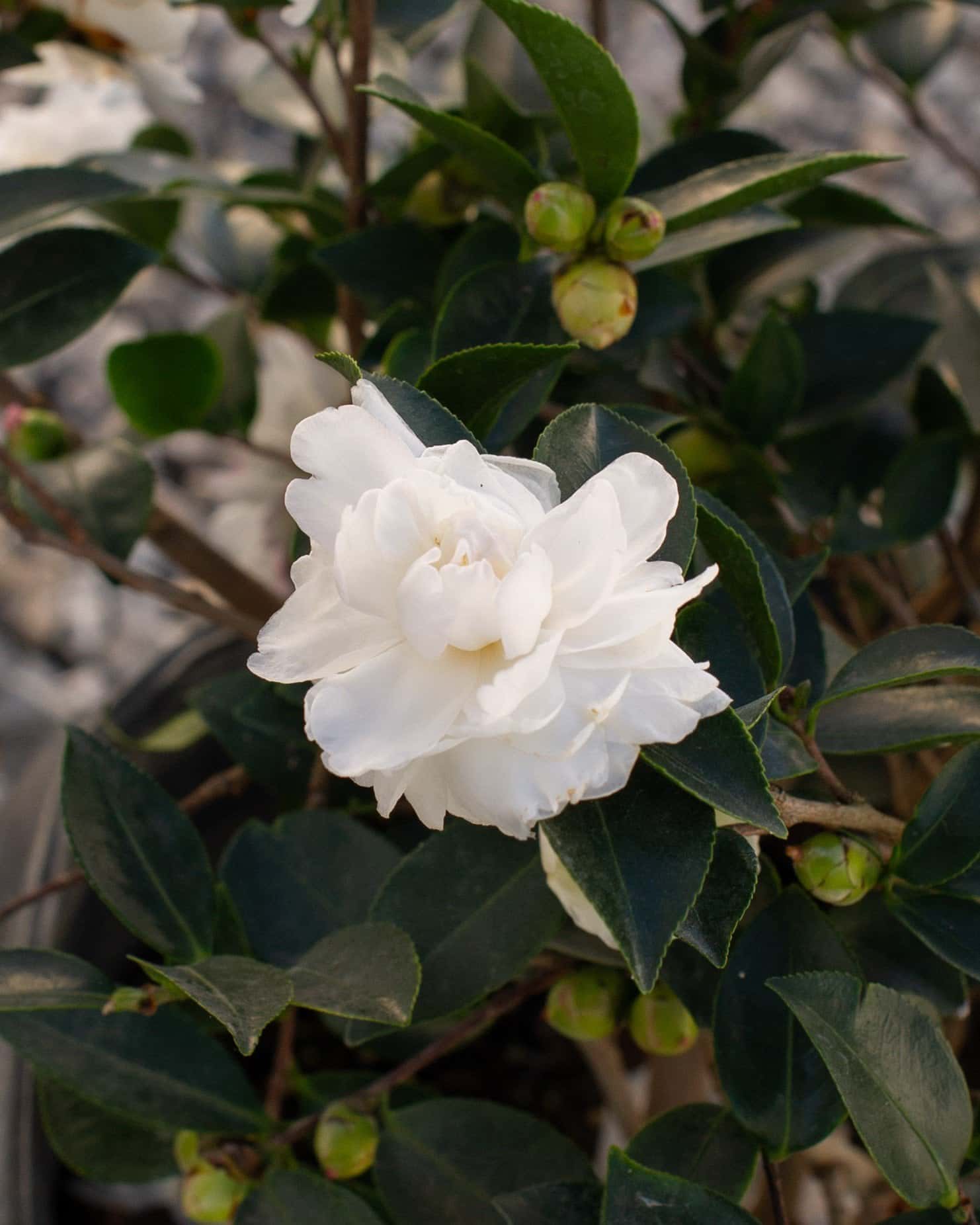 White Shi-Shi Camellia - Image 7