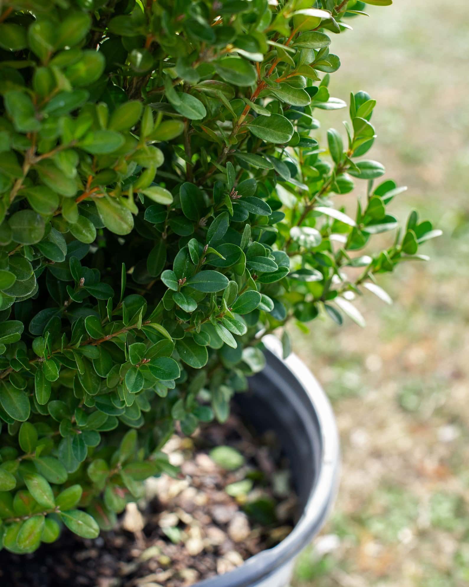 Sprinter Boxwood - Image 2