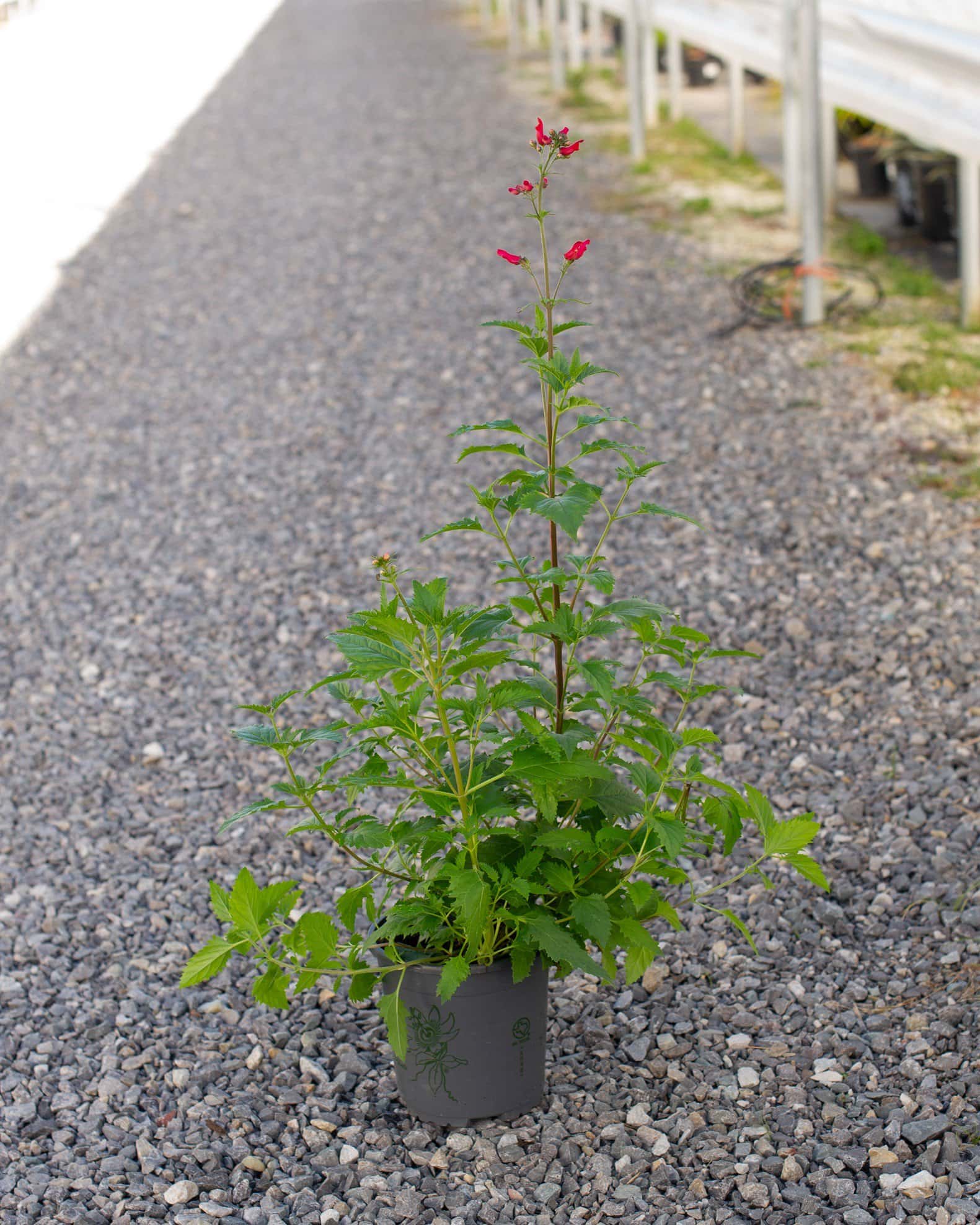 Red Birds in a Tree - Image 3